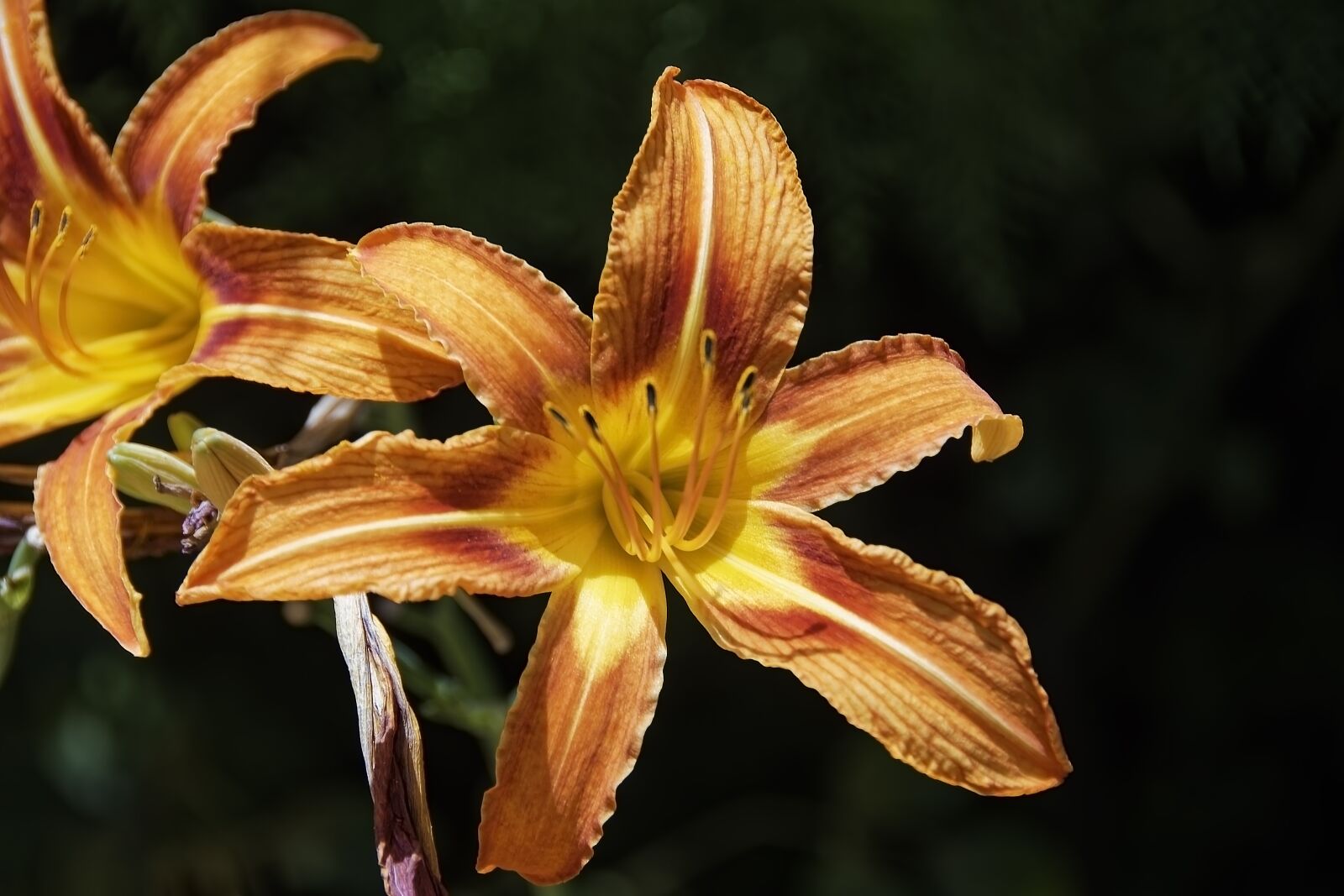 Nikon D500 sample photo. Flower, blossom, bloom photography