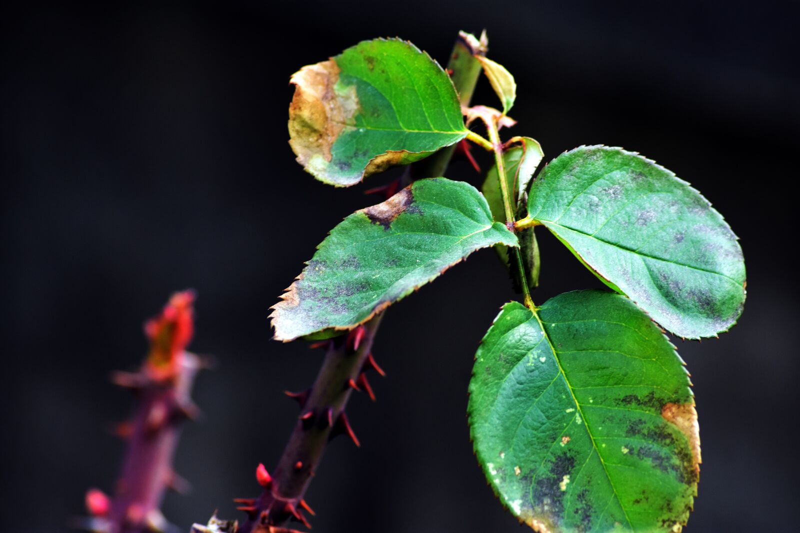 Nikon D3400 sample photo. Leaf plants, nature, plant photography
