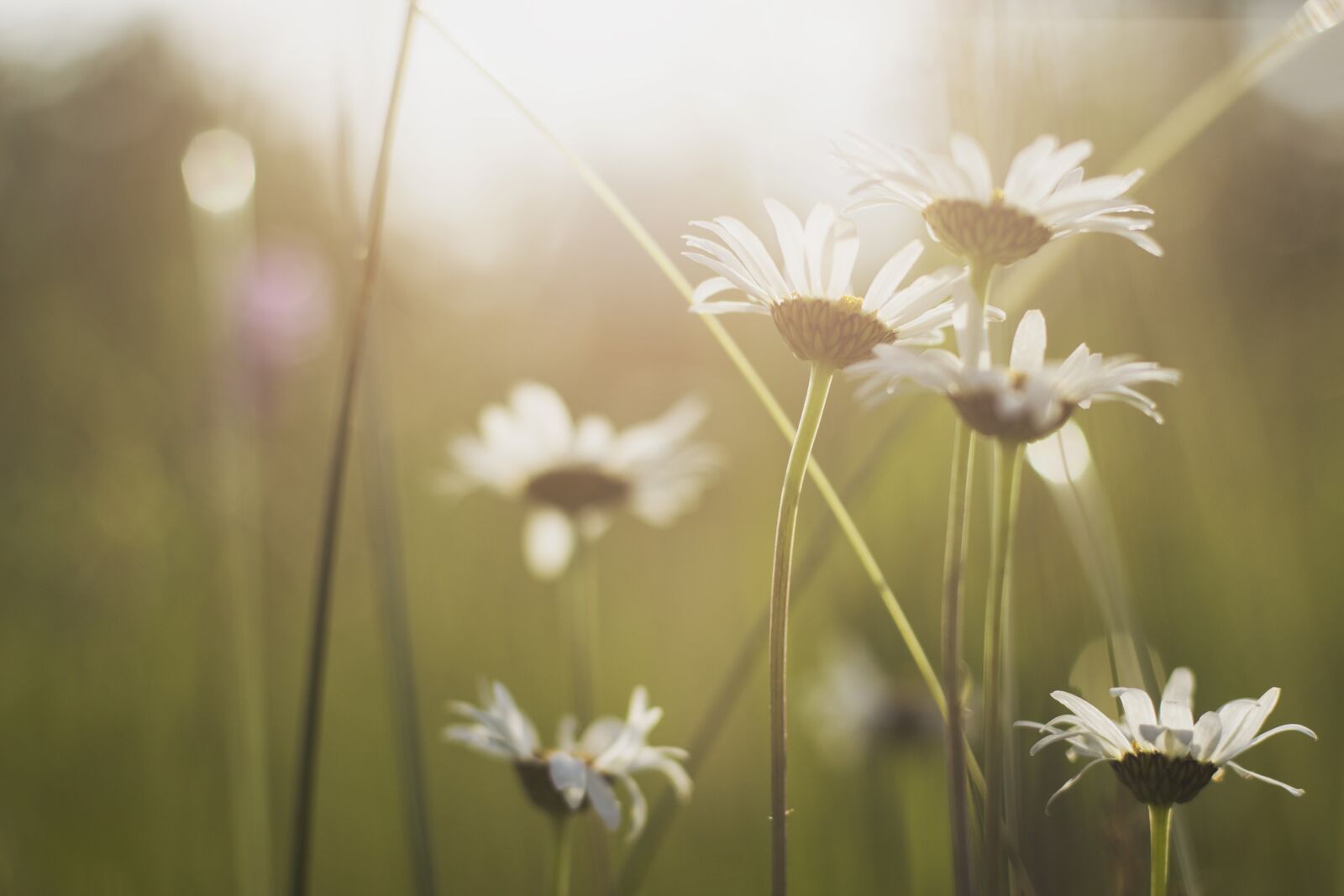 Canon EOS 60D + Canon EF 50mm F1.4 USM sample photo. Bloom, blossom, close-up photography
