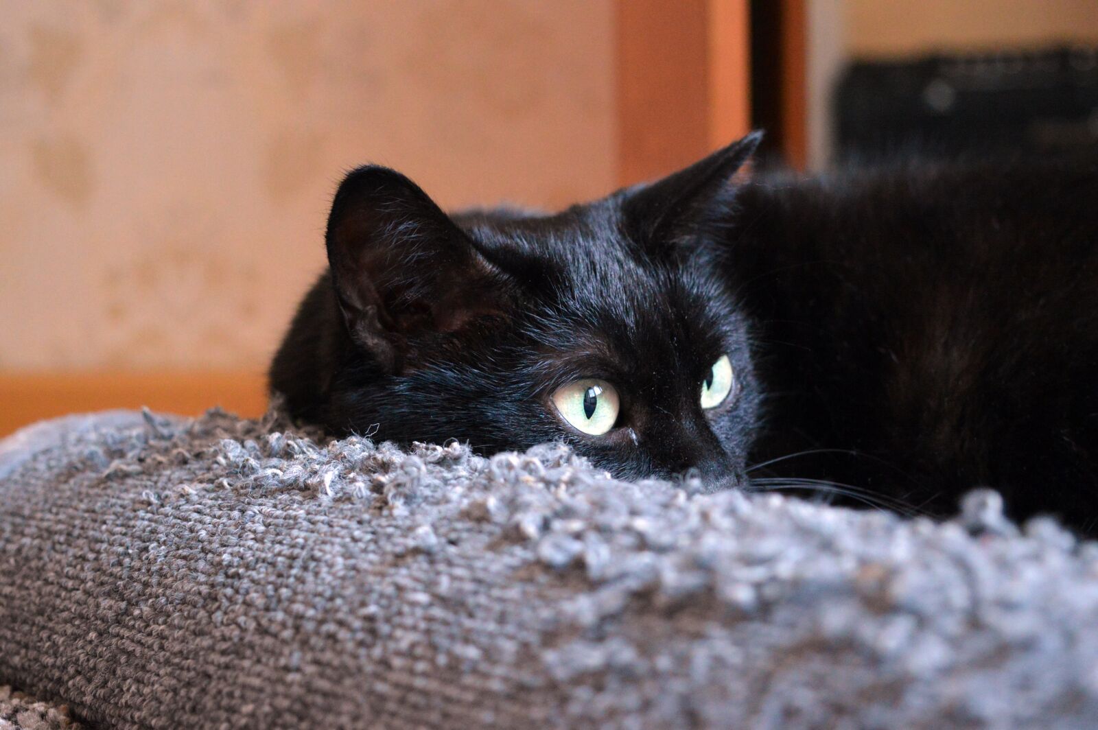 Nikon D3200 sample photo. Black cat, scratching posts photography