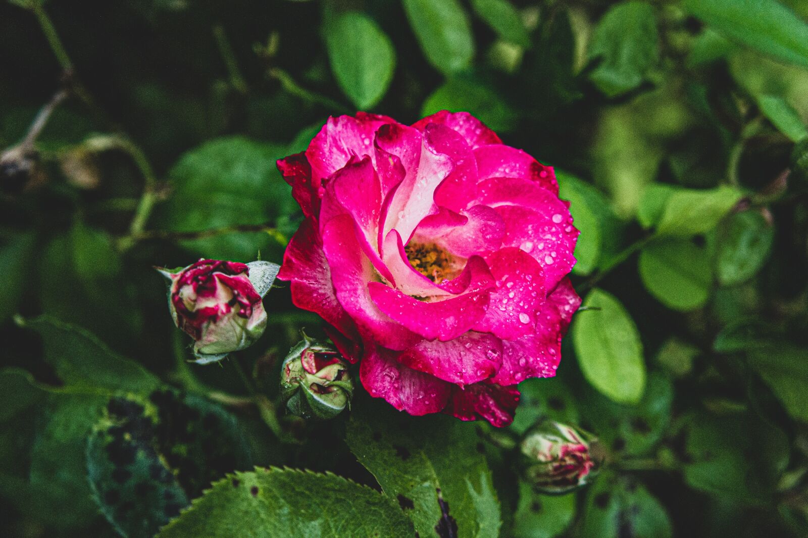 Sony Alpha NEX-3 + Sony E 18-55mm F3.5-5.6 OSS sample photo. Pink, roses, garden photography