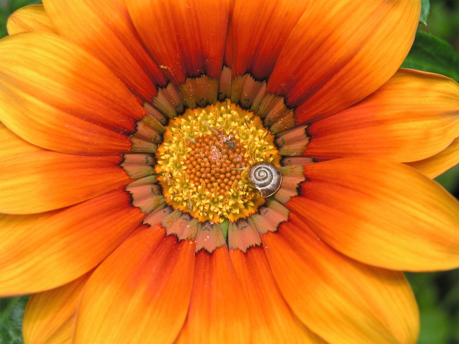 Olympus C5050Z sample photo. Gazania, flower, orange photography