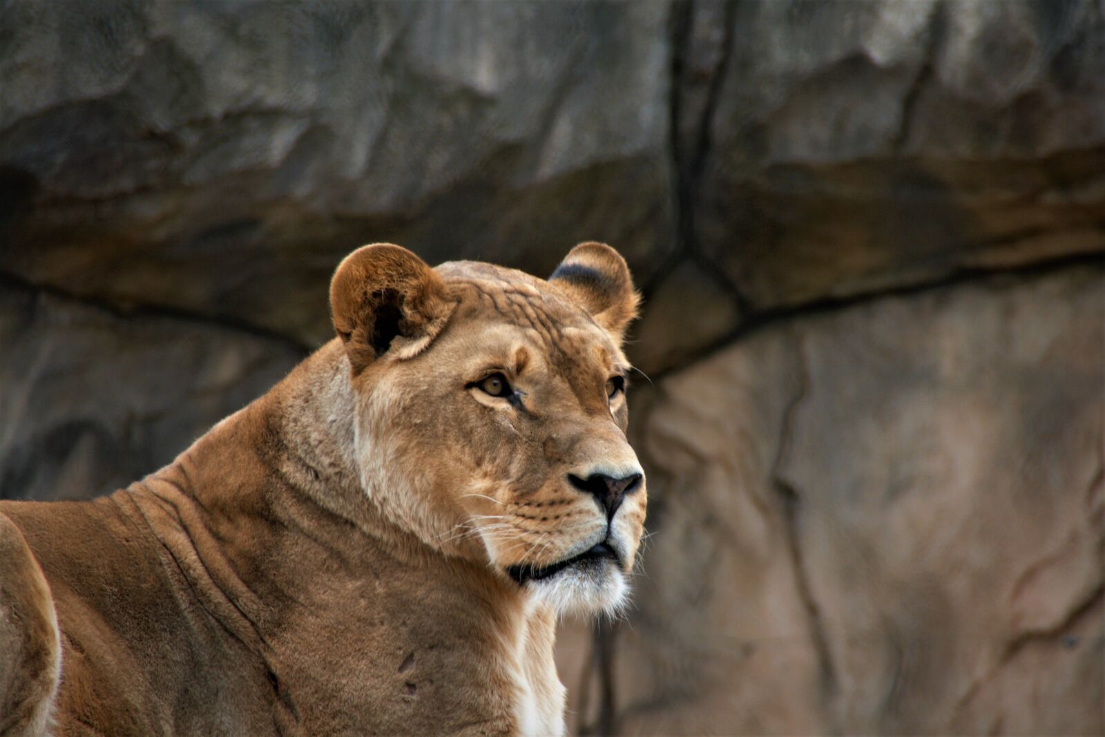 Canon EOS 400D (EOS Digital Rebel XTi / EOS Kiss Digital X) sample photo. Female lion, lion, lion photography