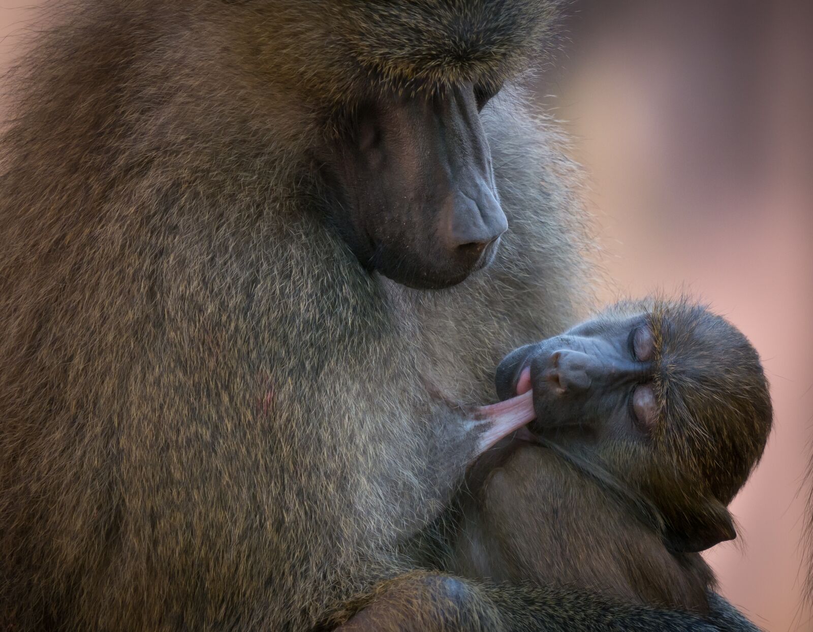 Panasonic DMC-G81 + LEICA DG 100-400/F4.0-6.3 sample photo. Baboon, monkey, animal photography