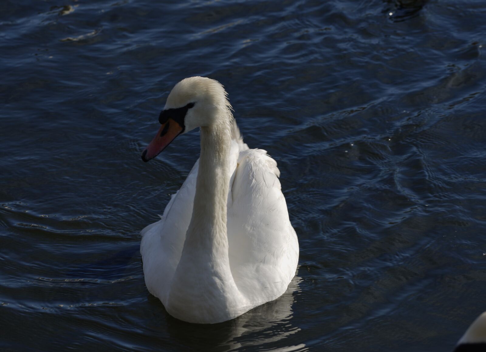 Sony a7R III sample photo. Swan, poole, duck photography