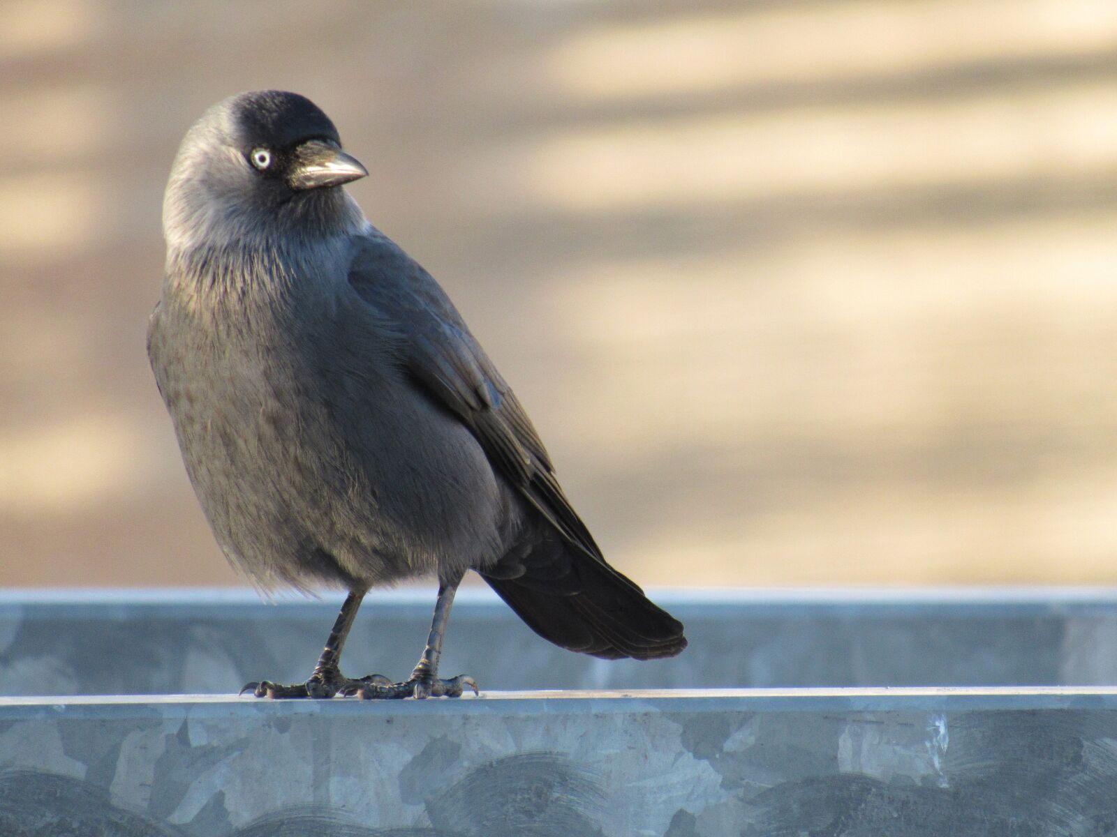 Как говорят серая птичка. Галка (Corvus monedula). Серая Галка птица. Галка обыкновенная. Черная птица с серой головой.