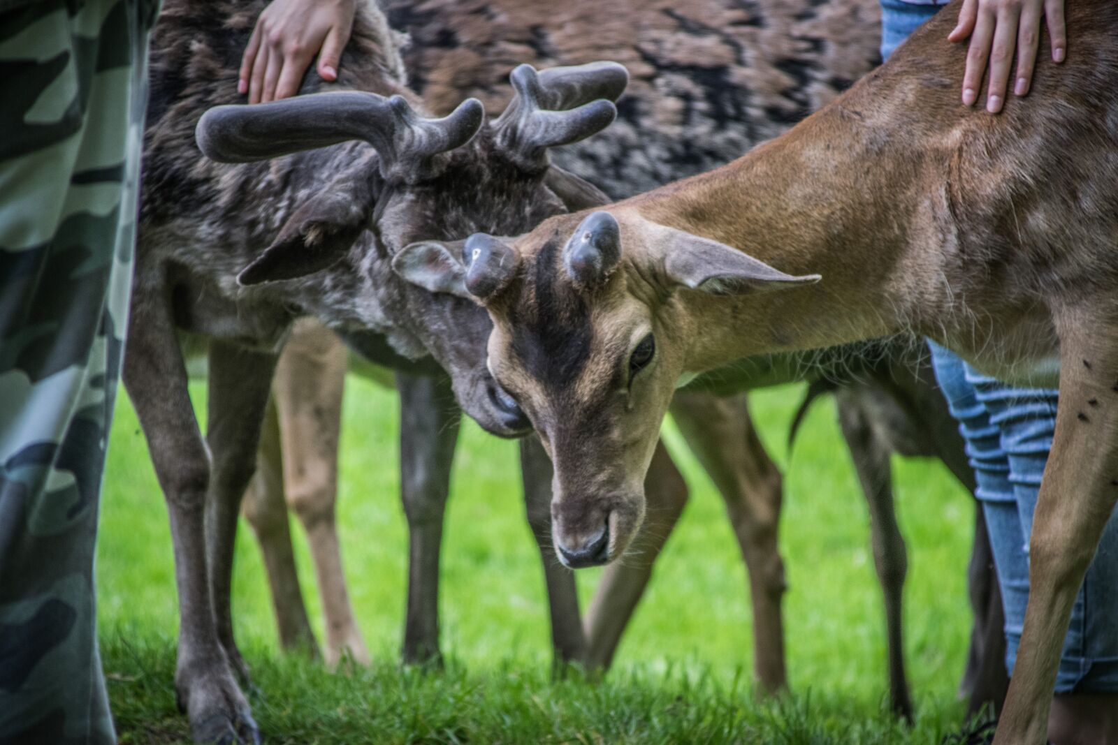 Nikon D5300 sample photo. Fallow deer, animal, mammal photography