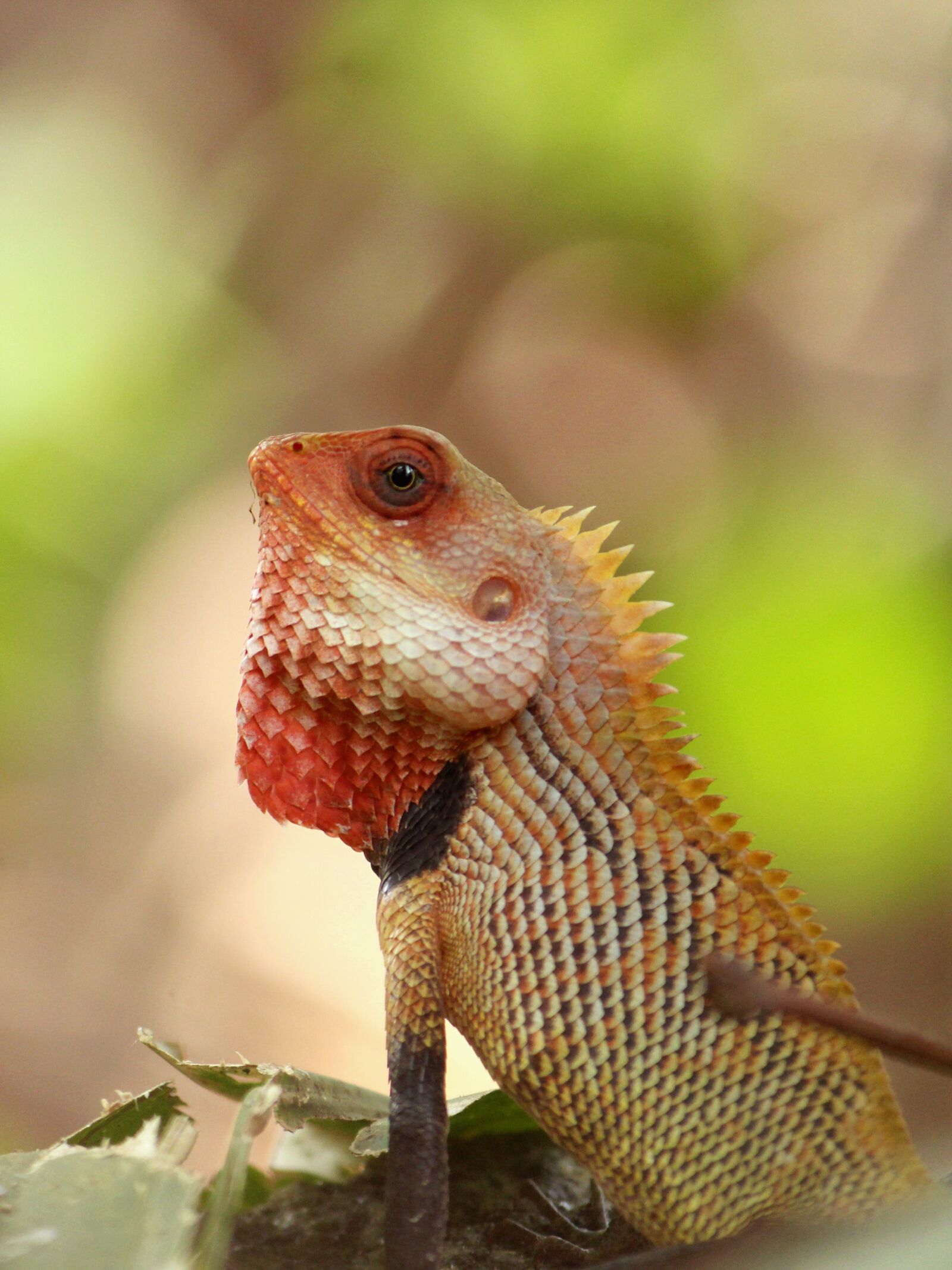 Canon EOS 1300D (EOS Rebel T6 / EOS Kiss X80) sample photo. Oriental garden lizard, lizard photography