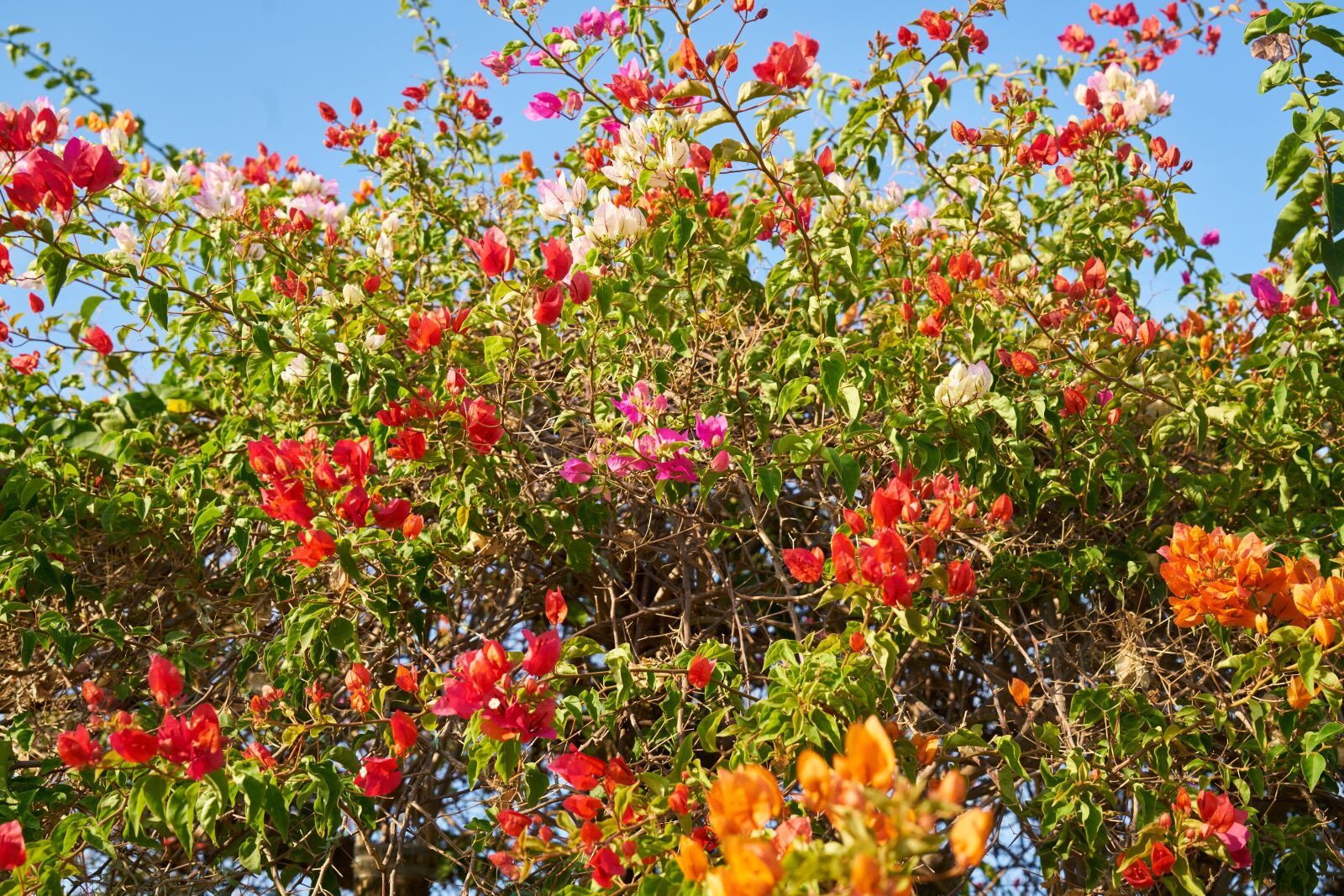 Sony a7R II sample photo. Flowers, nature, spring photography