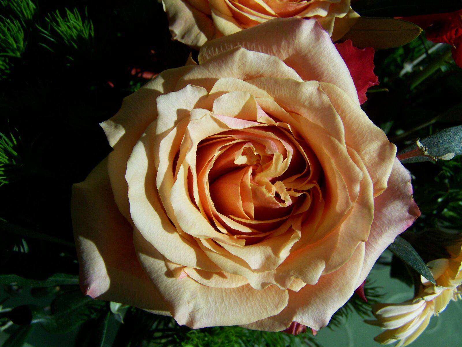 Kodak EASYSHARE ZD710 ZOOM DIGITAL CAMERA sample photo. Bunch of flowers, rose photography