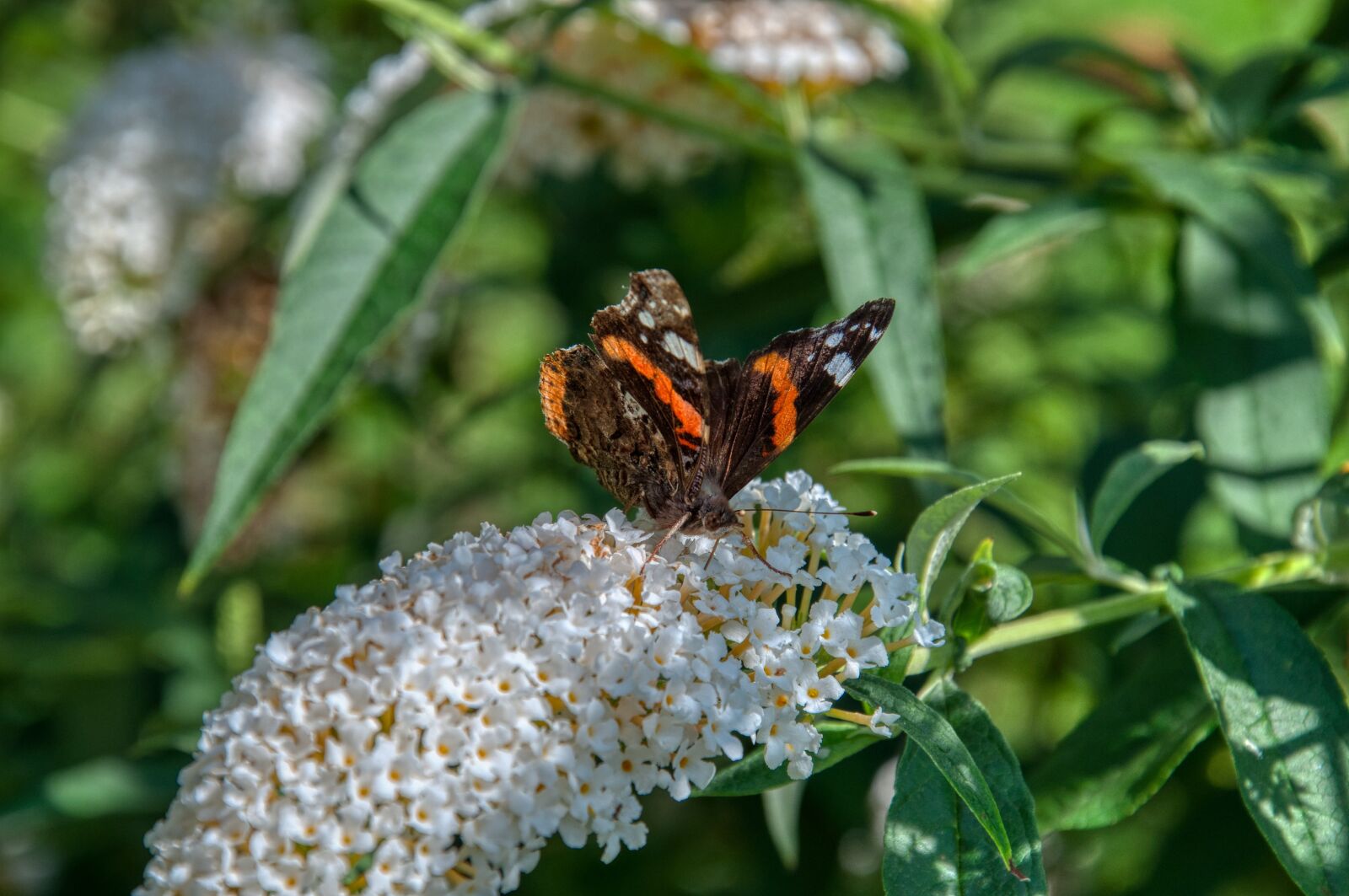 Nikon D5000 sample photo. Admiral, vanessa atalanta, butterfly photography