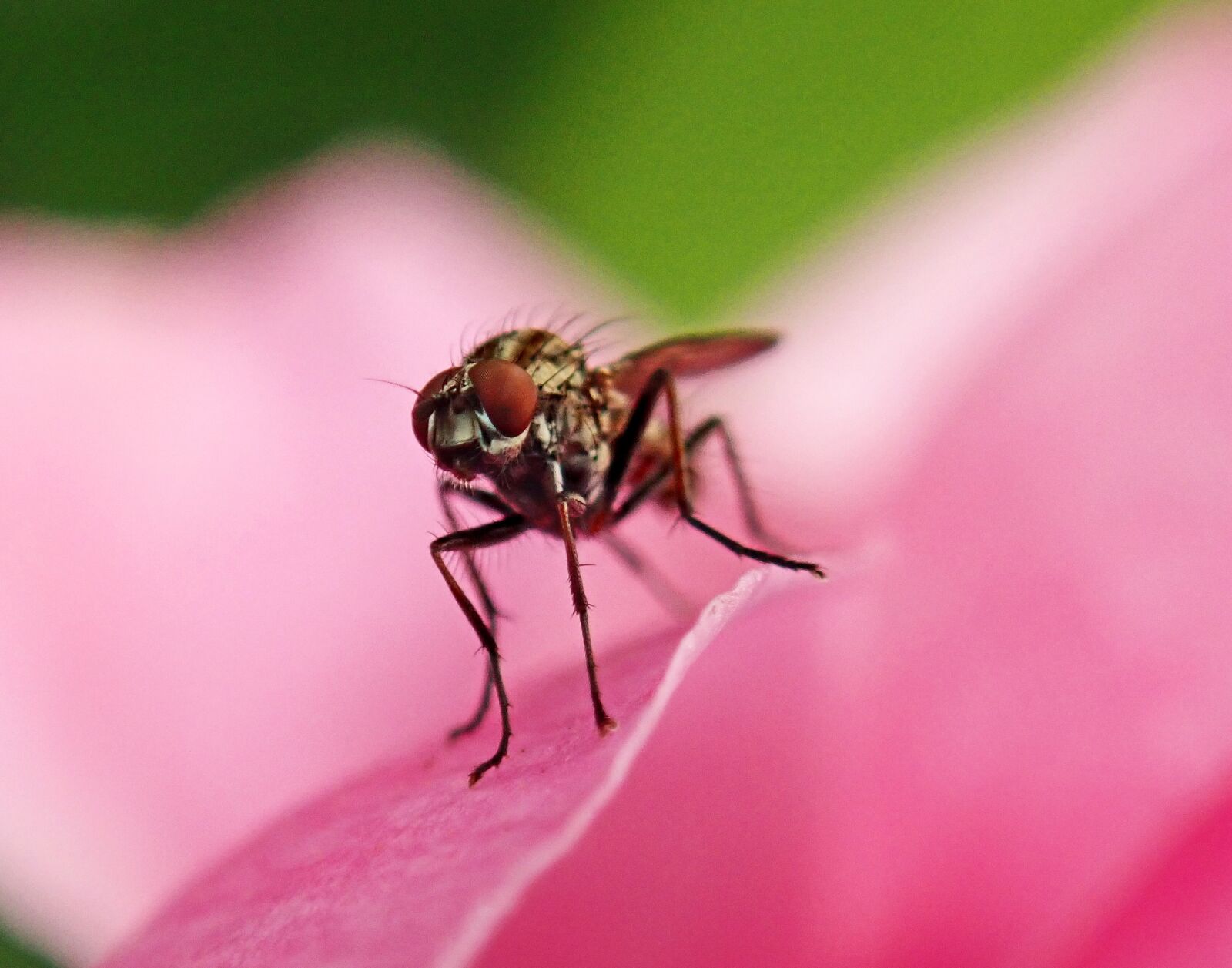 Olympus TG-5 sample photo. Fly, insect, striped photography