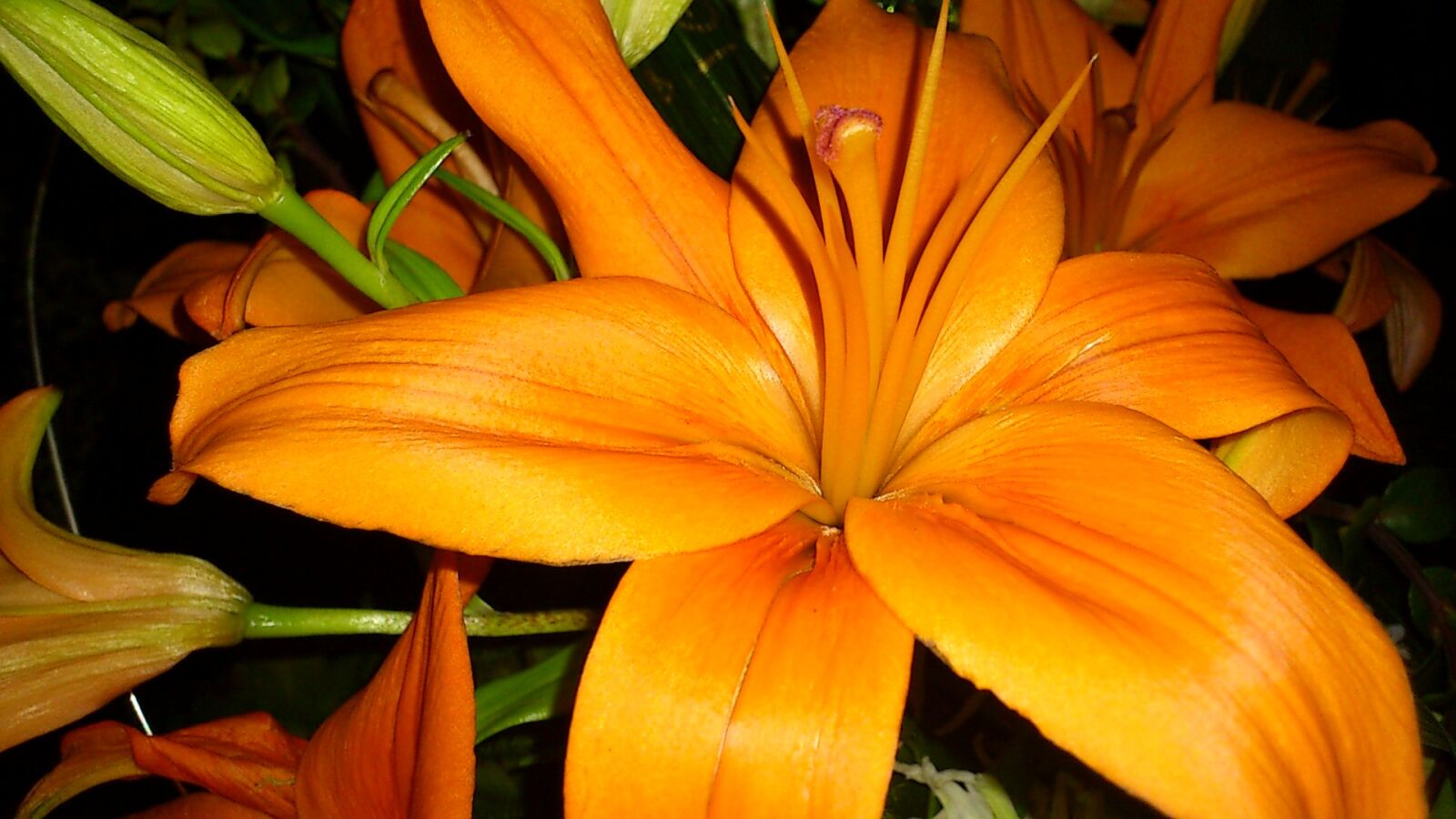 Sony Ericsson Xperia Arc sample photo. Lily, blossom, bloom photography