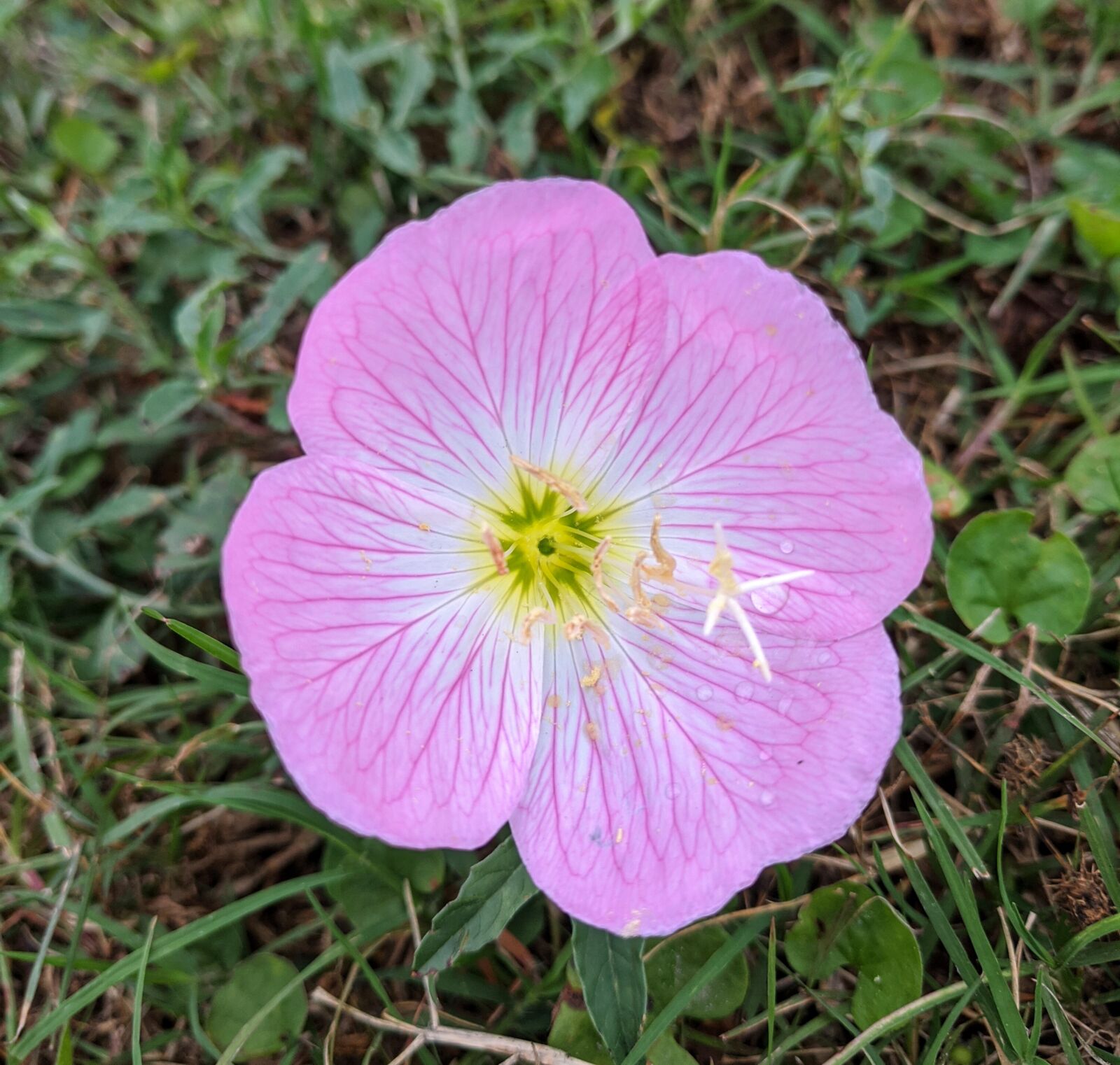 Google Pixel sample photo. Pink ladies, buttercups, pink photography