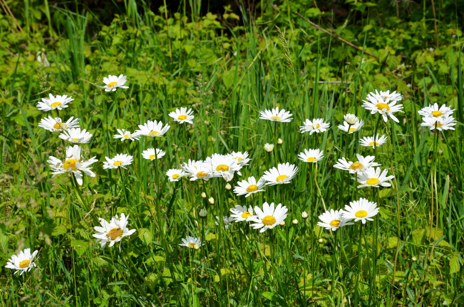 Nikon D7000 sample photo. Daisy, flower, flowers photography