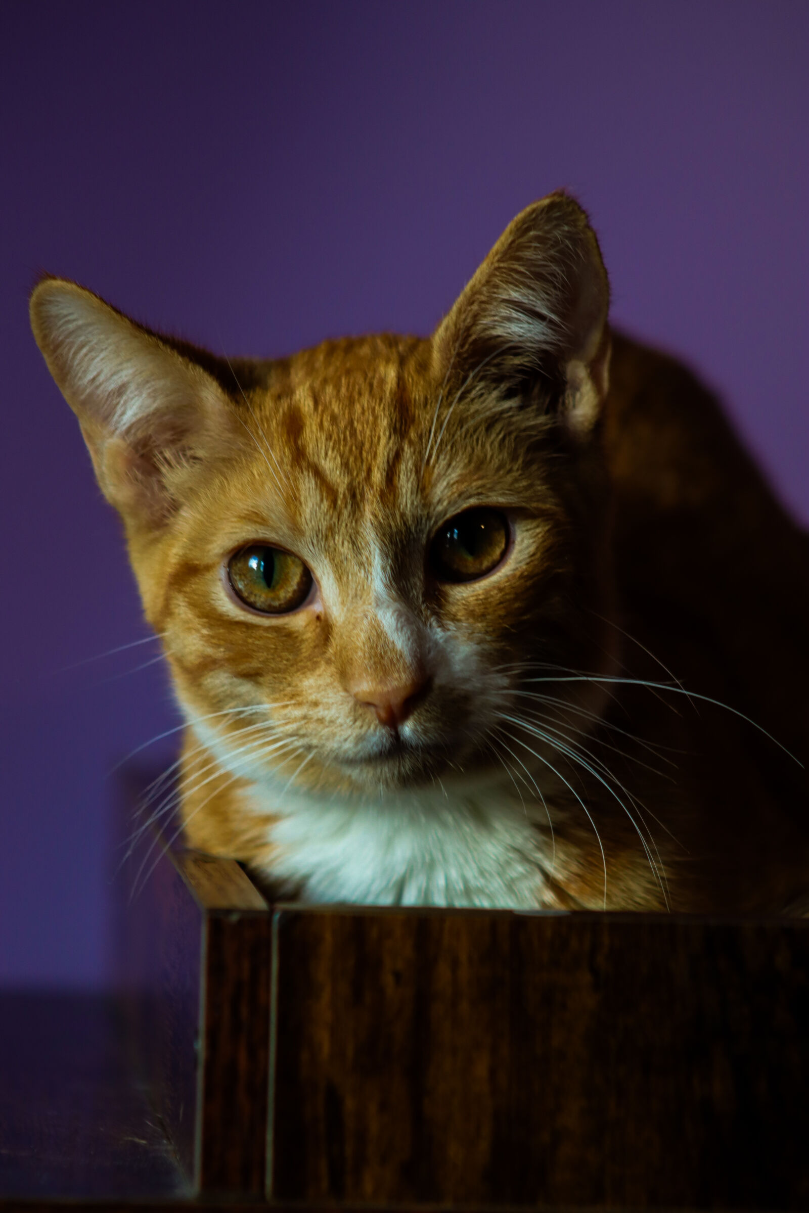 Canon EOS R100 sample photo