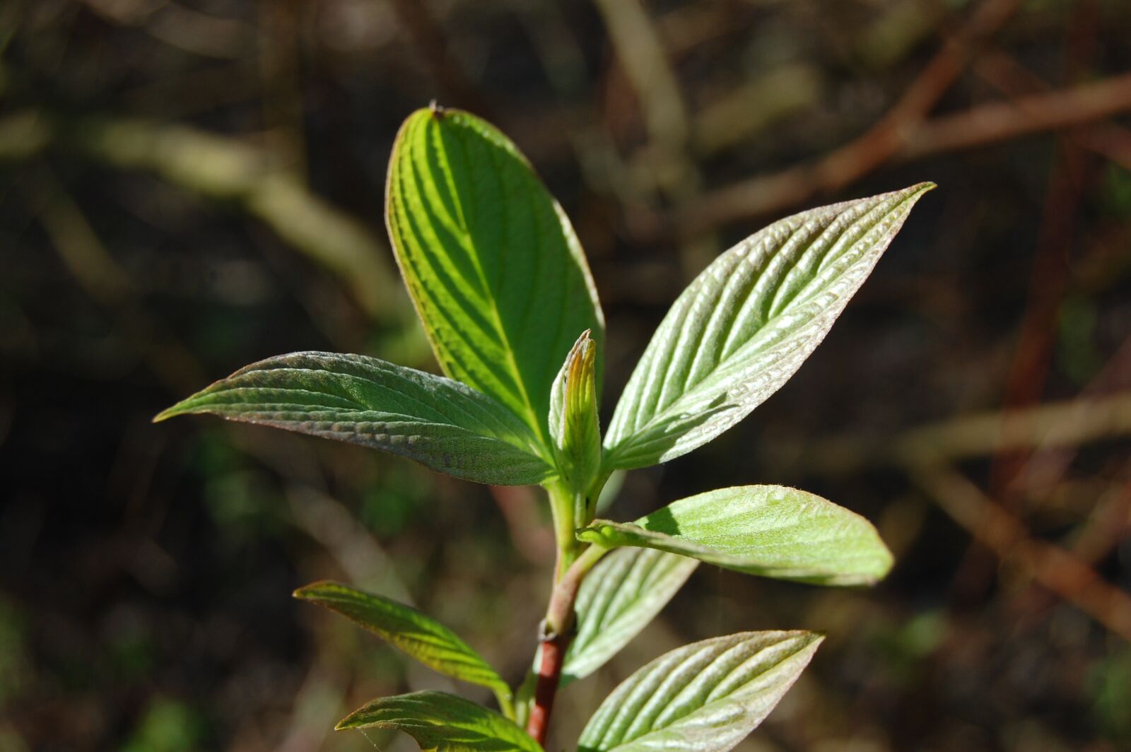 Nikon D40 sample photo. Bud, nature, leaf photography
