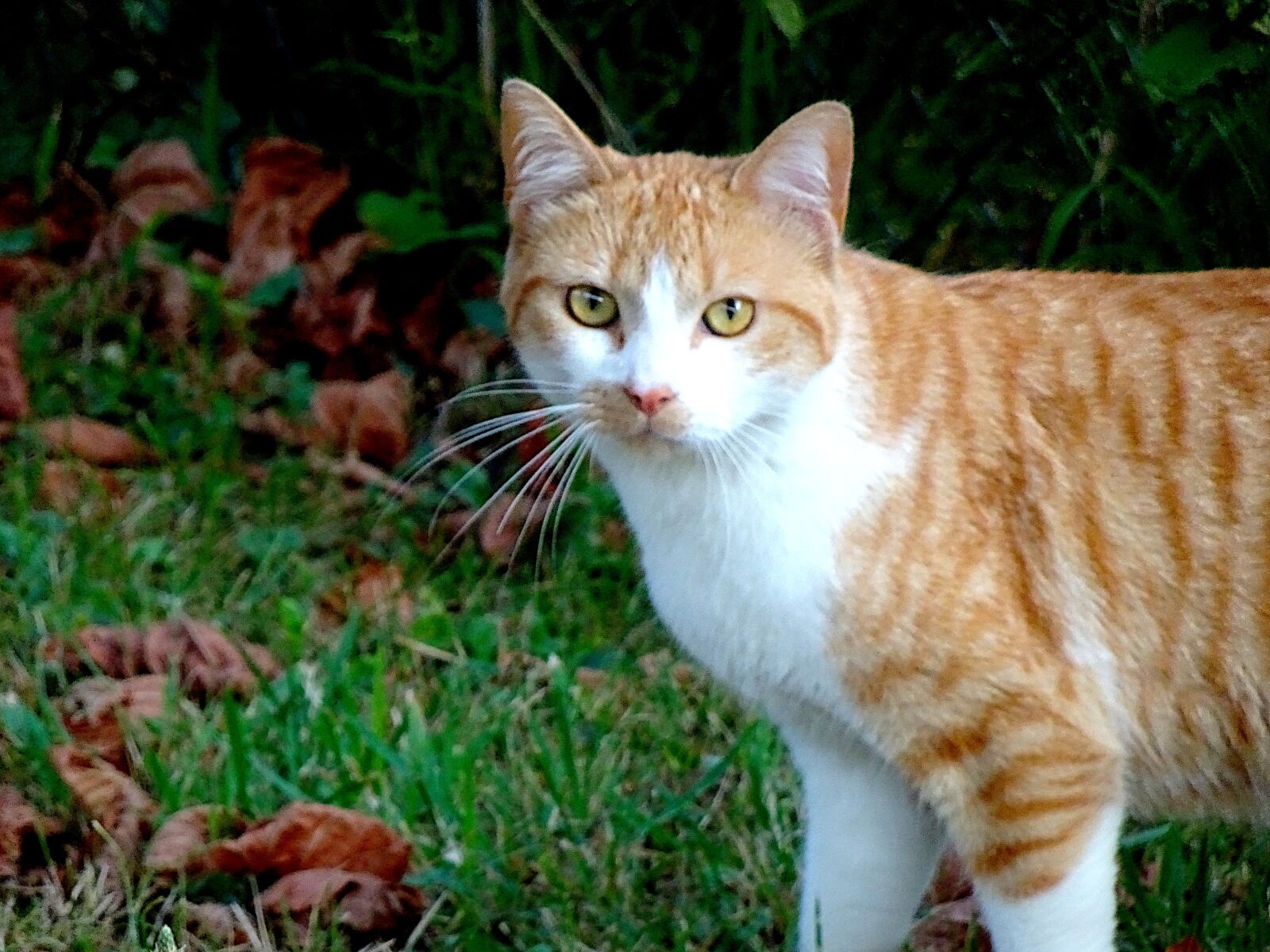 Sony Cyber-shot DSC-HX90V sample photo. Cats, felines, mammals photography