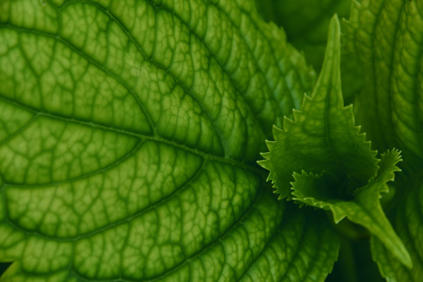 Nikon D7500 sample photo. Foliage, grain, hydrangea photography