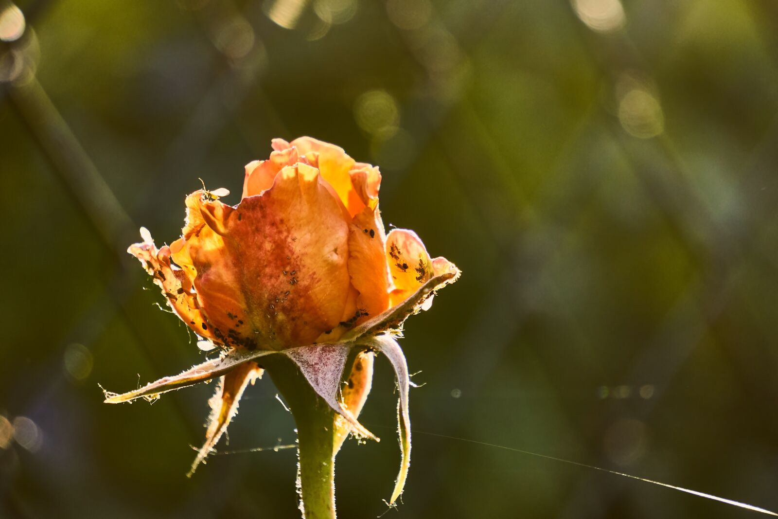 Sony E 55-210mm F4.5-6.3 OSS sample photo. Rose, smith, infestation photography