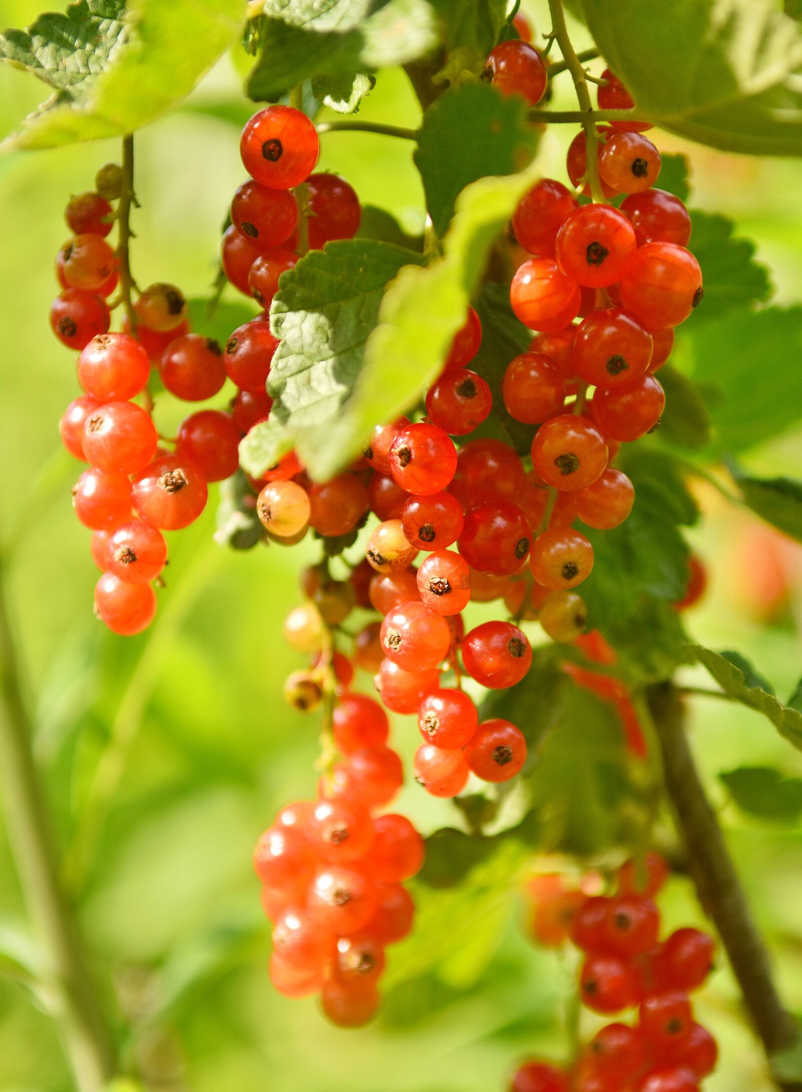Nikon D7200 sample photo. Currant, jam, fruit photography