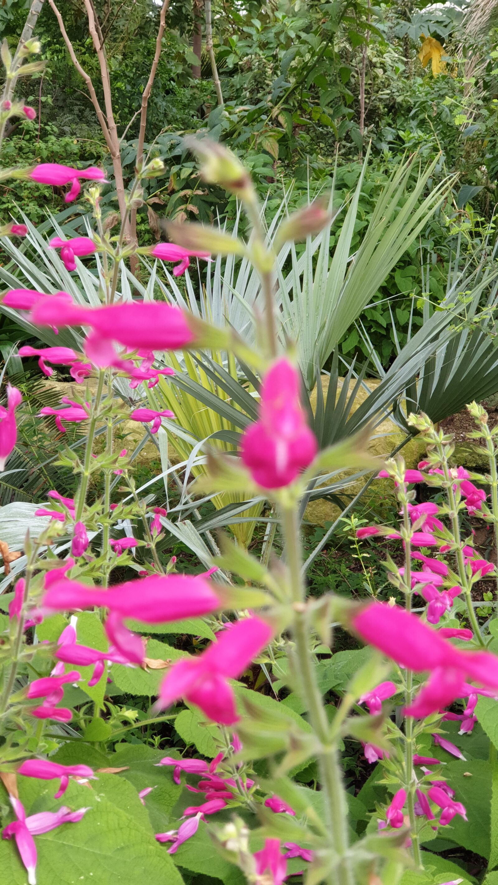 Samsung SM-G965F sample photo. Flower, fauna, nature photography