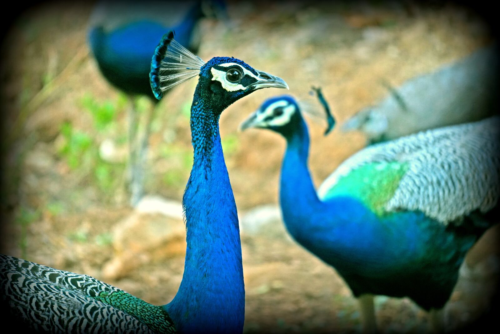 Sony a6000 sample photo. Peacock, peahen, wildlife photography