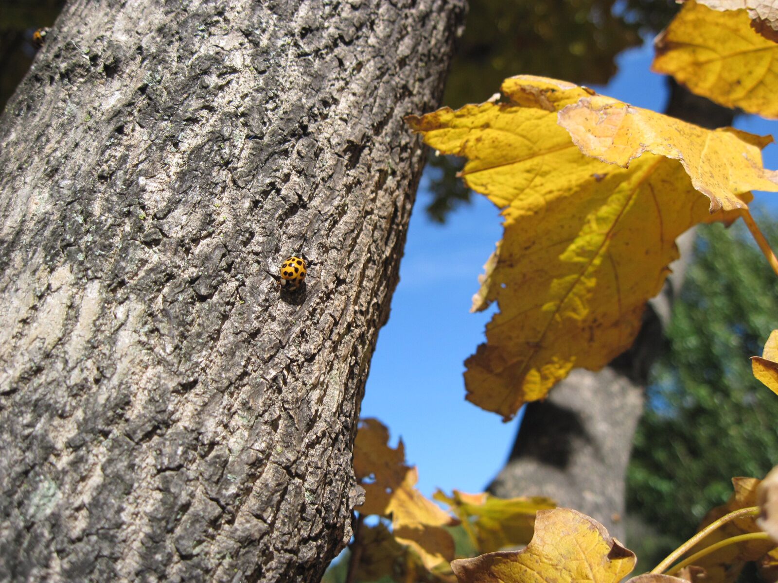 Canon PowerShot A1100 IS sample photo. Ladybug, autumn, nature photography