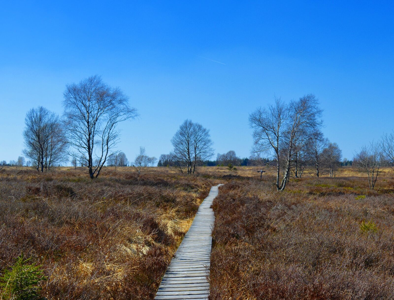 Nikon D3200 sample photo. Moor, peat bog, venn photography