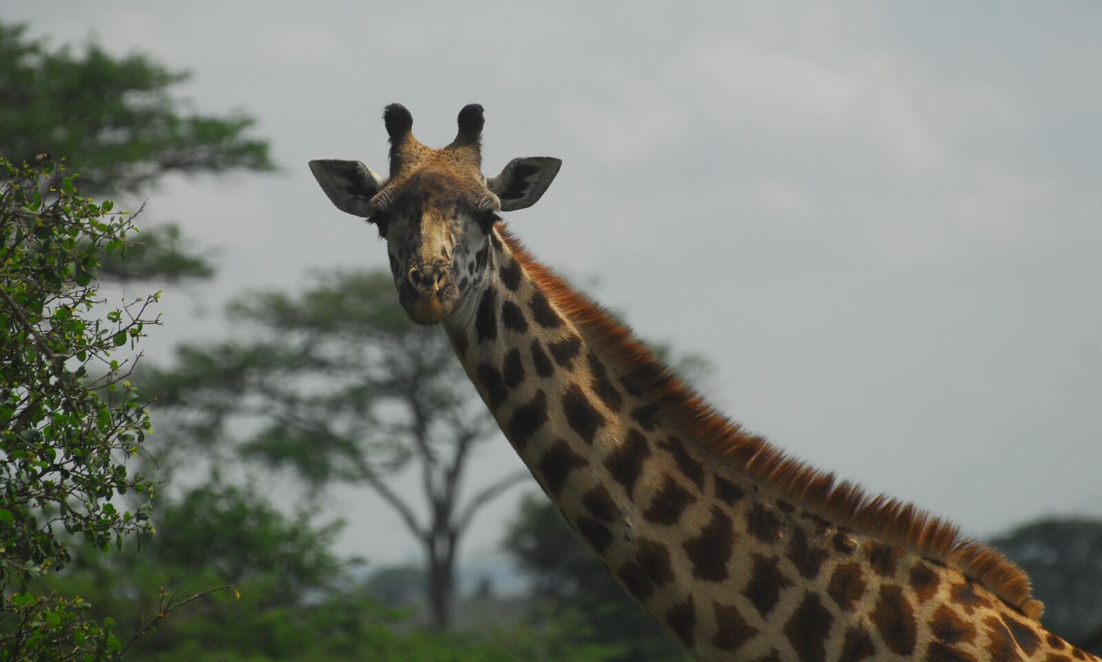 Nikon D200 sample photo. Giraffe, nairobi national park photography