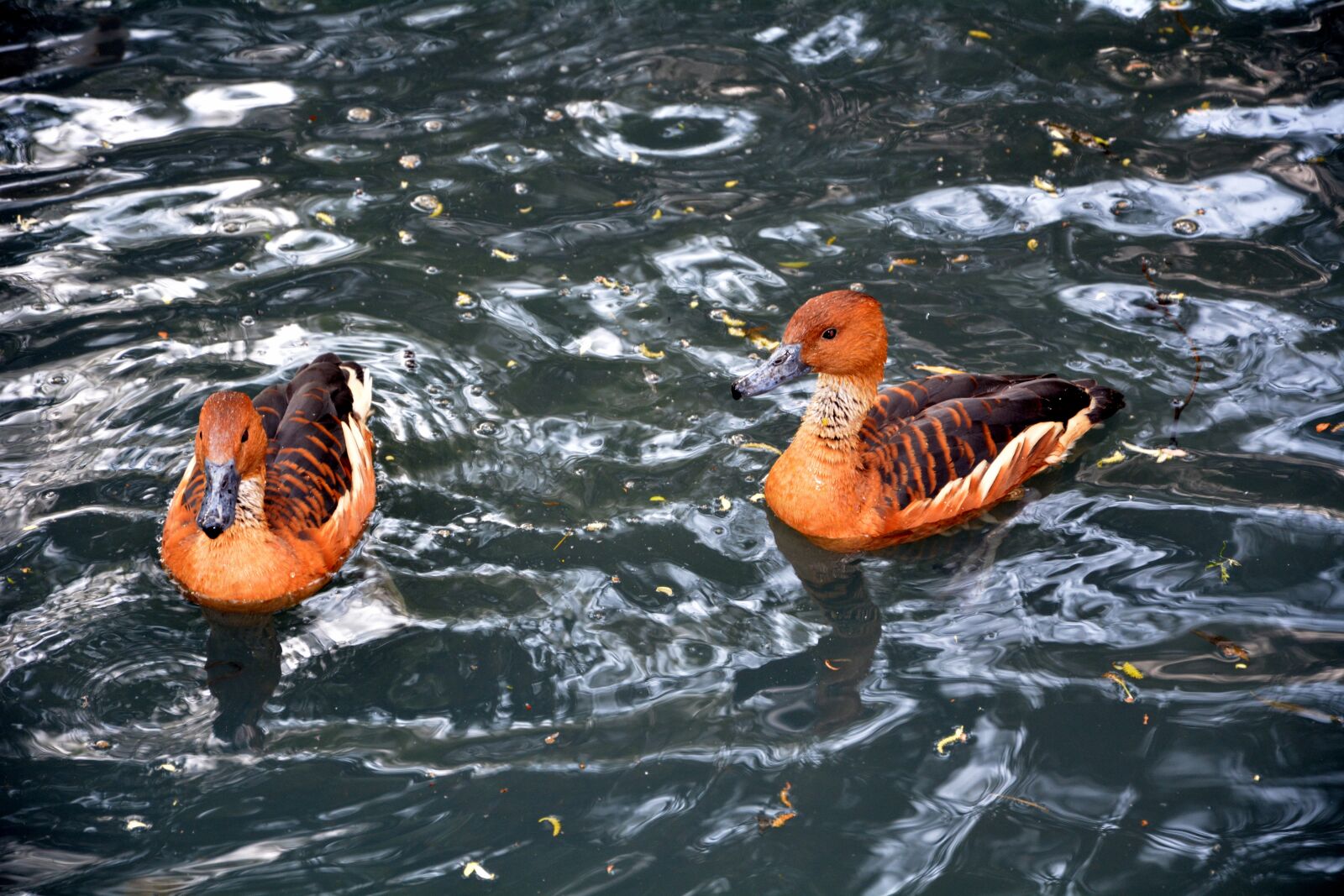 Nikon D5200 sample photo. Baby ducks, colourful, water photography