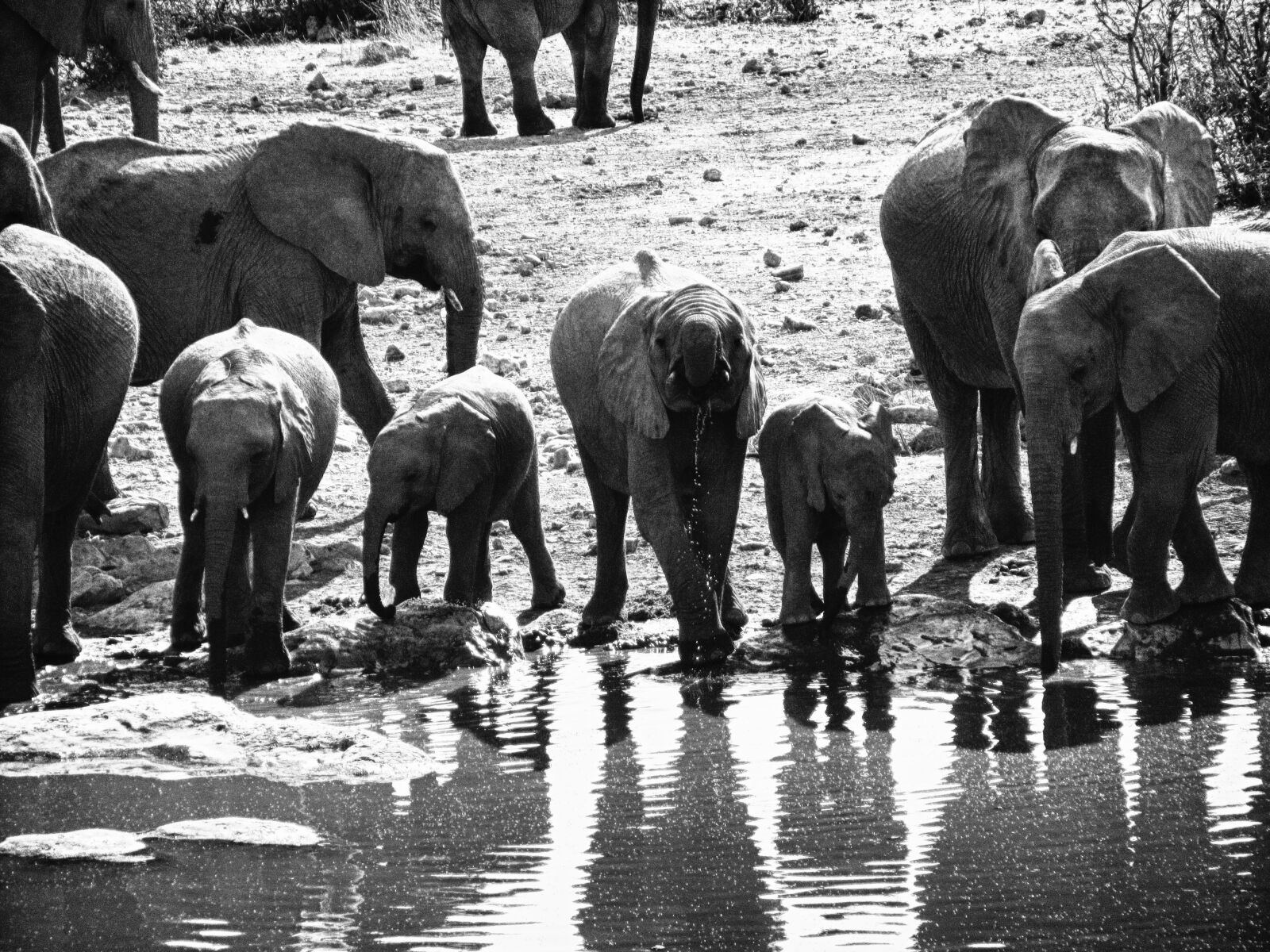 Canon PowerShot SX210 IS sample photo. Elephant, family photography