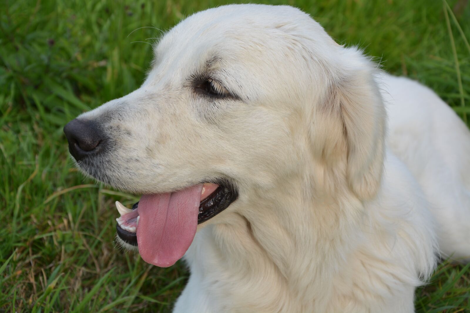 Nikon D5200 sample photo. Dog, language of a photography