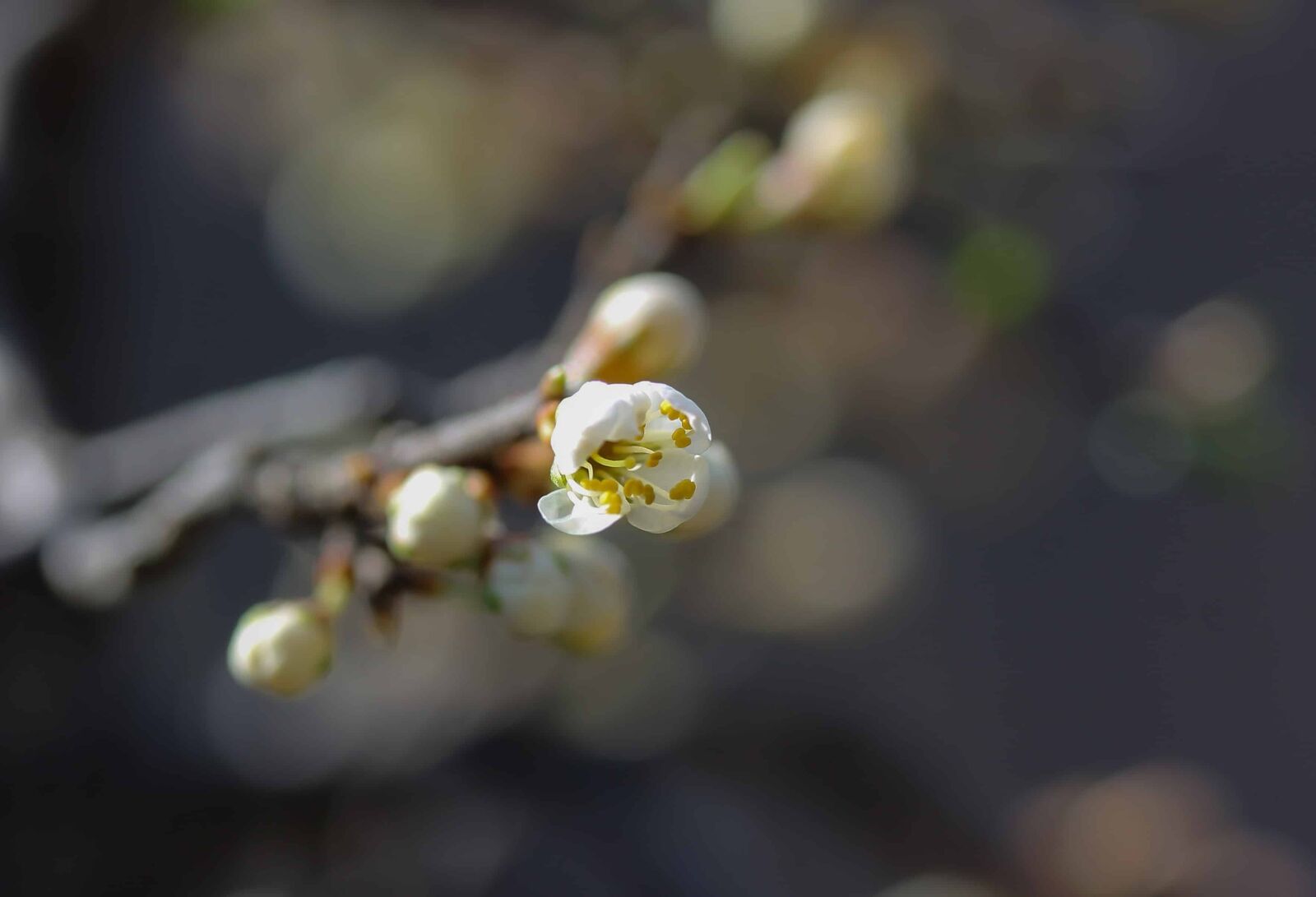 Canon EOS 1100D (EOS Rebel T3 / EOS Kiss X50) sample photo. Apple tree, nature, flower photography