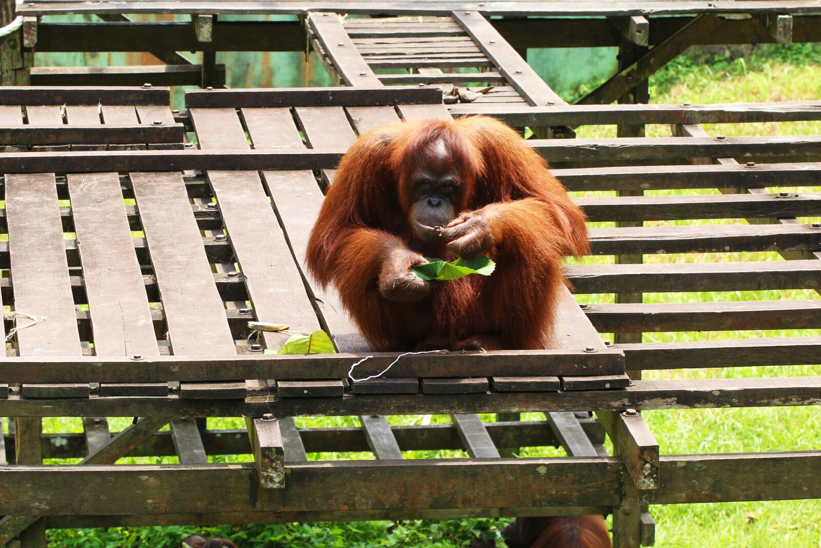 Canon EF 100mm F2.8L Macro IS USM sample photo. Orangutan, endangered, primate photography