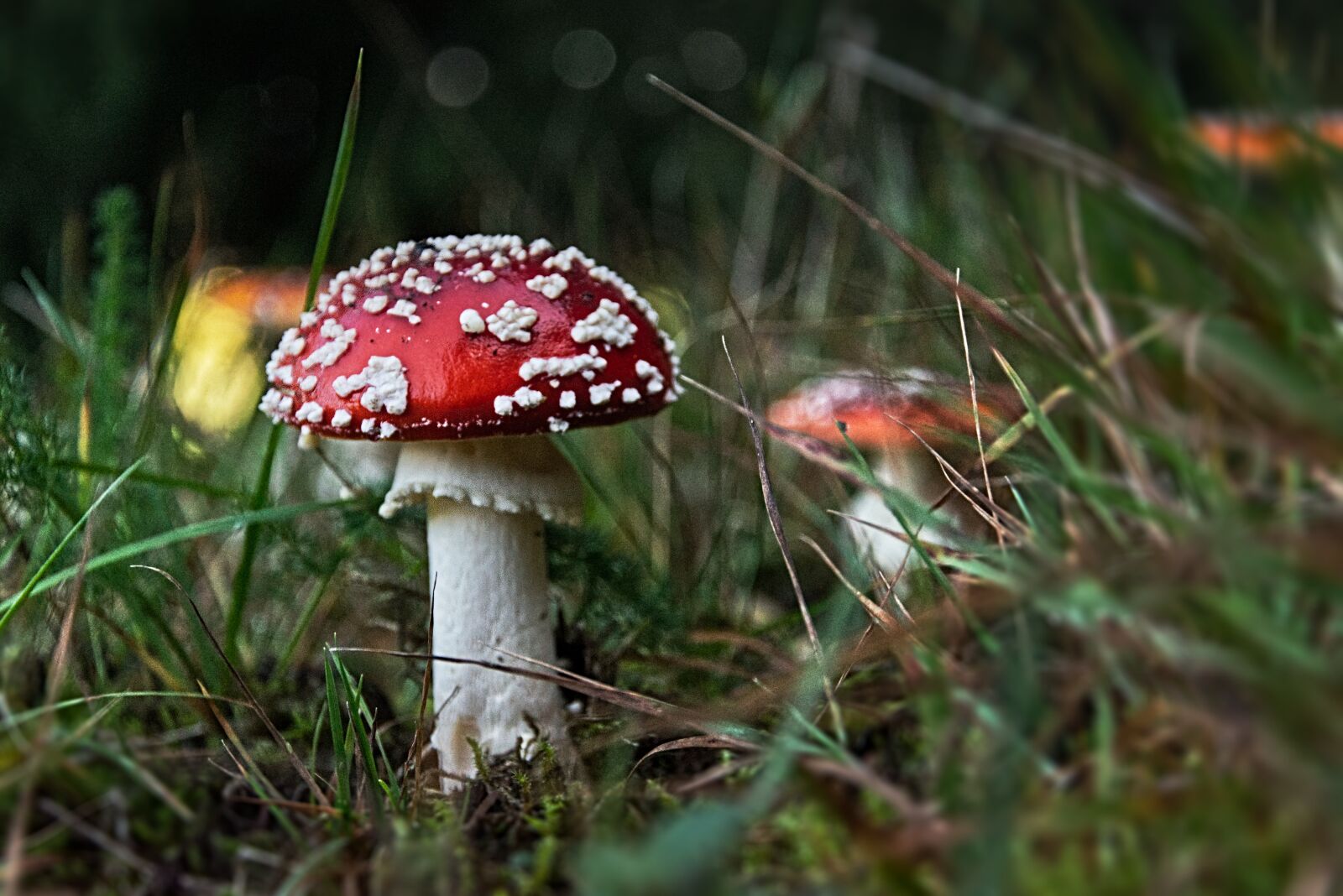 Nikon D5300 sample photo. Autumn, mushroom, fly agaric photography