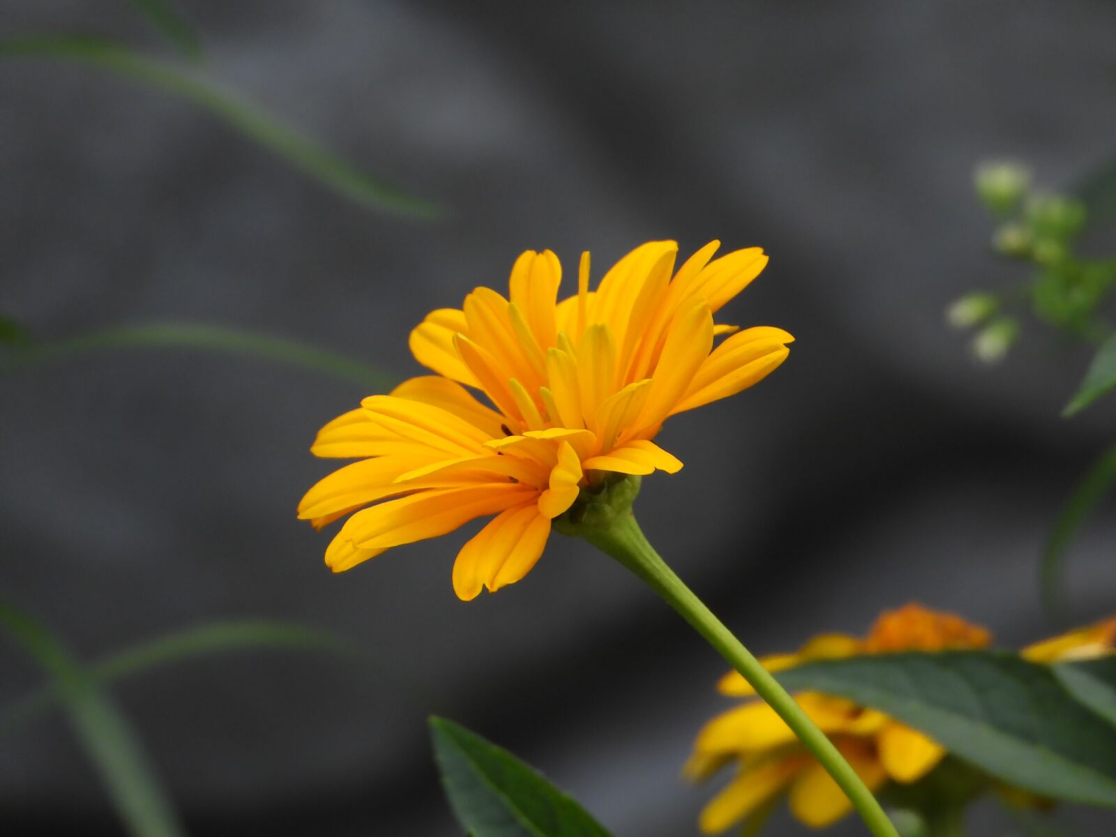 Nikon Coolpix P1000 sample photo. Flower, yellow, summer photography