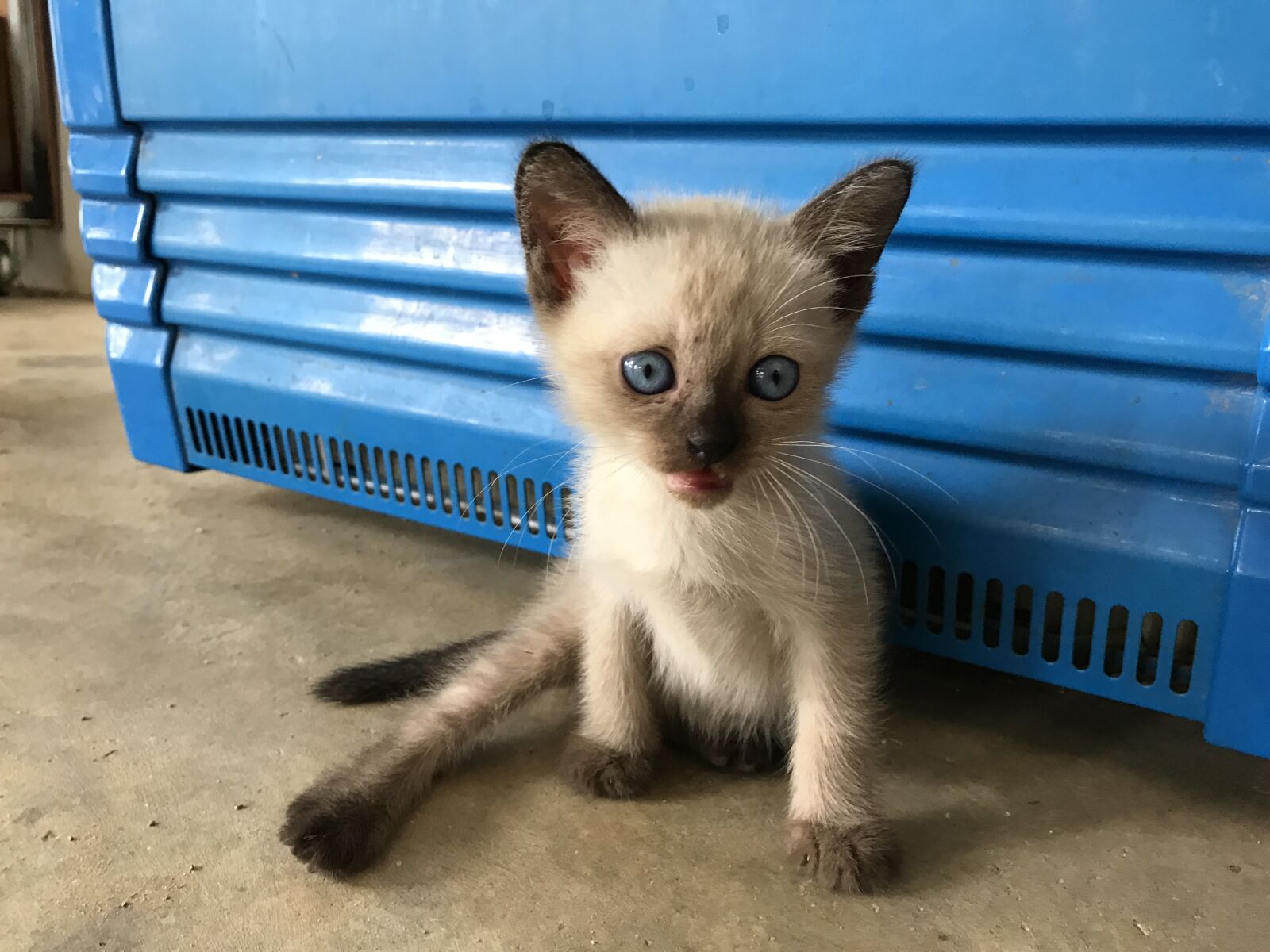 Apple iPhone 7 sample photo. Kitten, blue eyes, pet photography