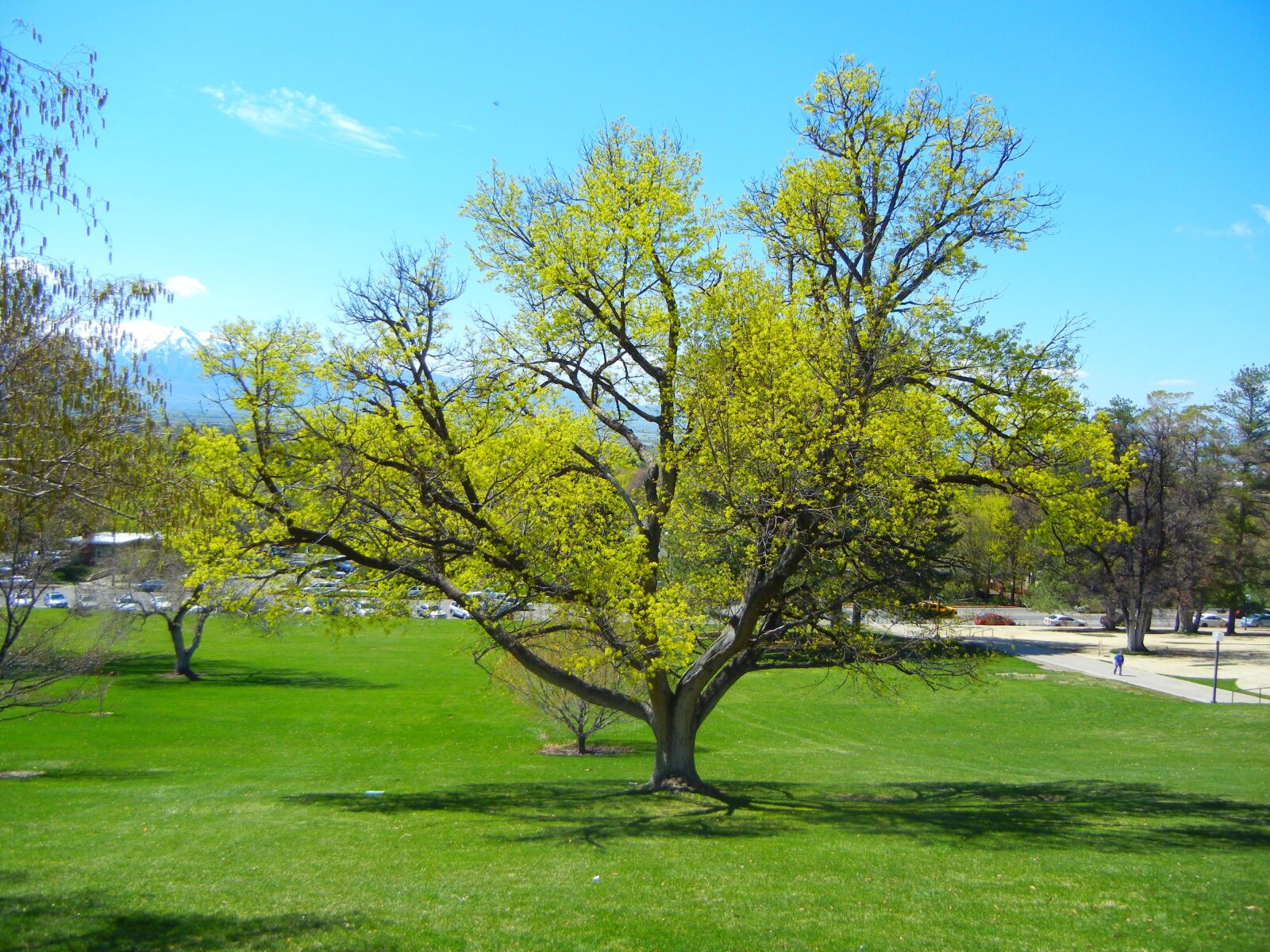 Nikon Coolpix S8100 sample photo. Tree, spring, green photography
