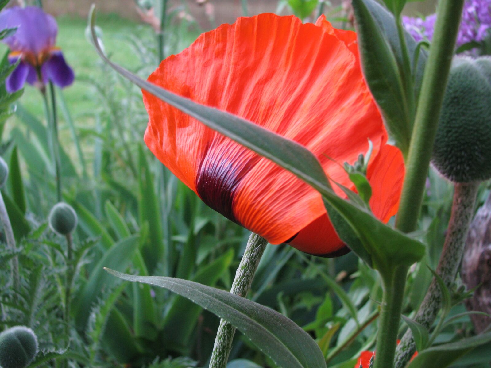 Canon POWERSHOT S5 IS sample photo. Poppy, flower, blooming photography