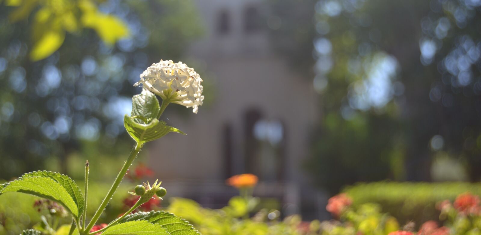 Nikon D3100 sample photo. Charterhouse, seville, flower photography