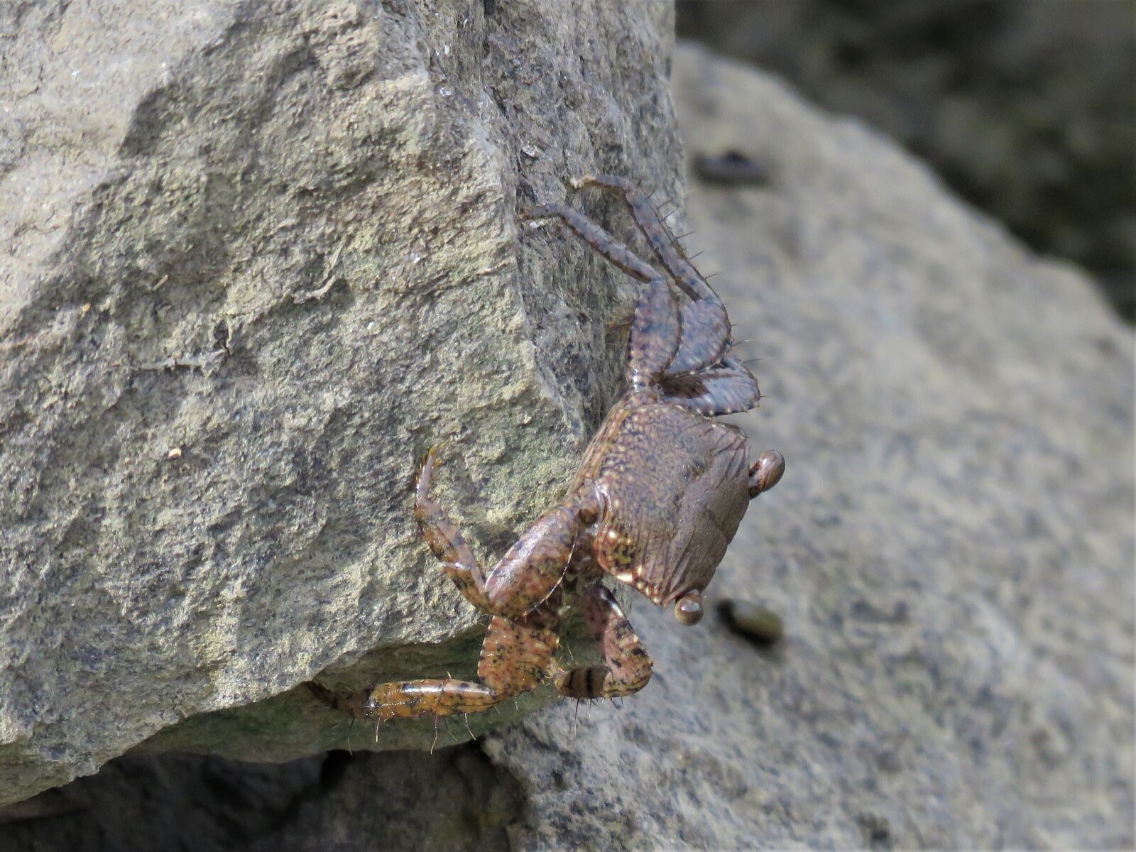 Canon PowerShot SX60 HS sample photo. Crab, crustaceans, camouflage photography