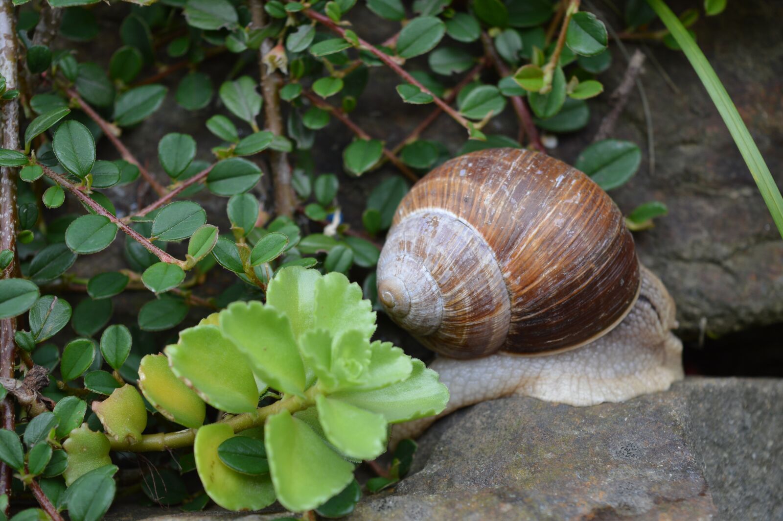 Nikon D3200 sample photo. Worm, nature, mollusk photography