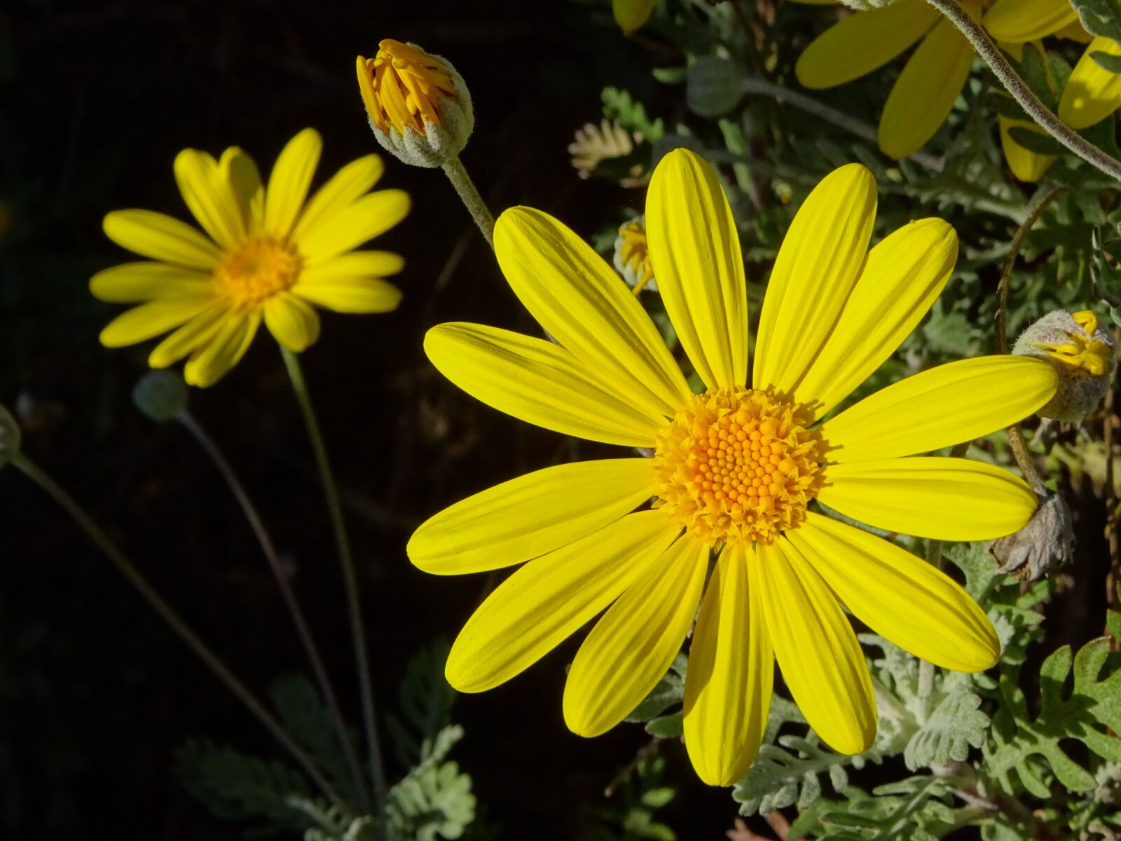 Sony DSC-HX60 sample photo. Nature, flower, plant photography