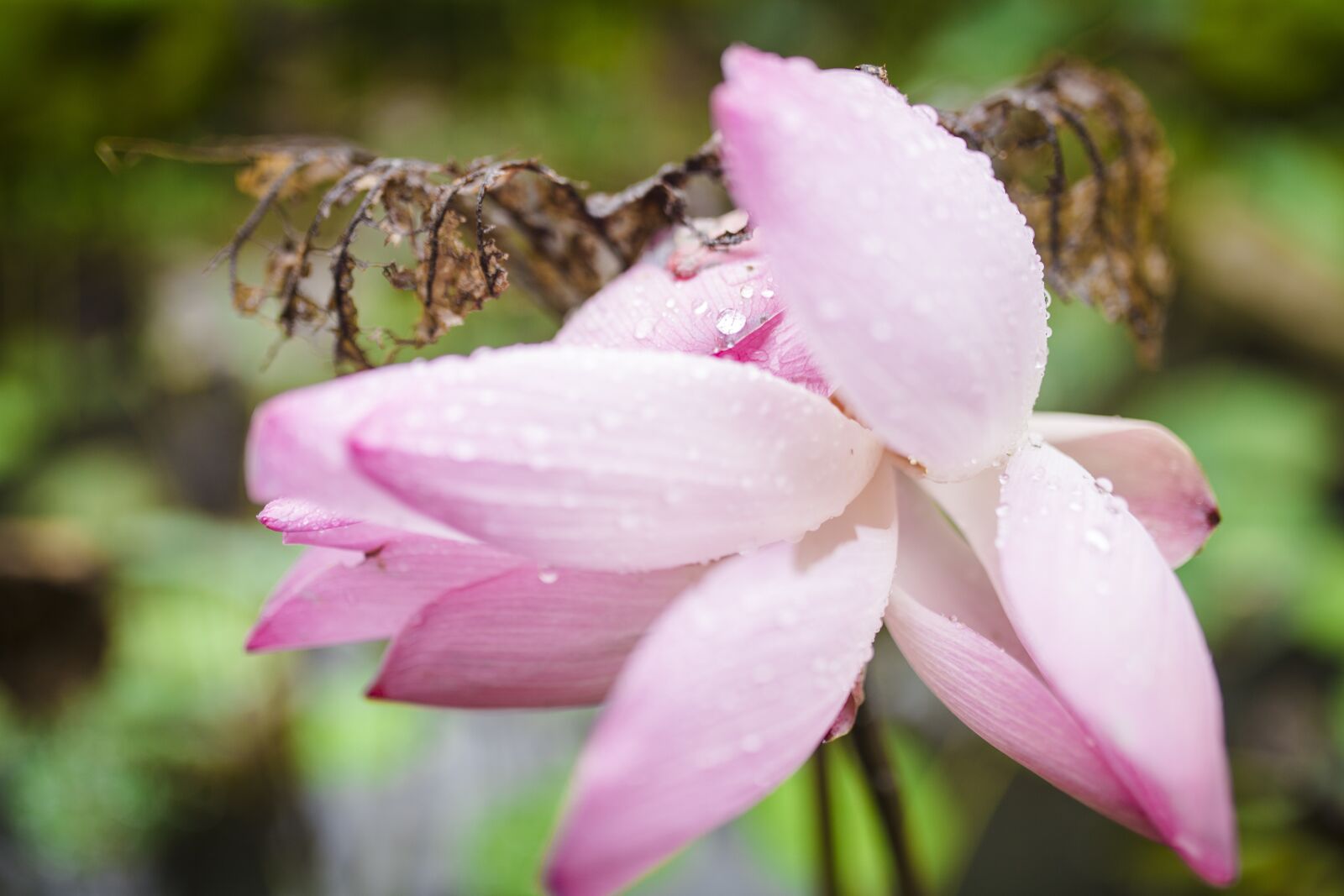 Canon EOS 6D sample photo. Flowers, lotus, raindrop photography