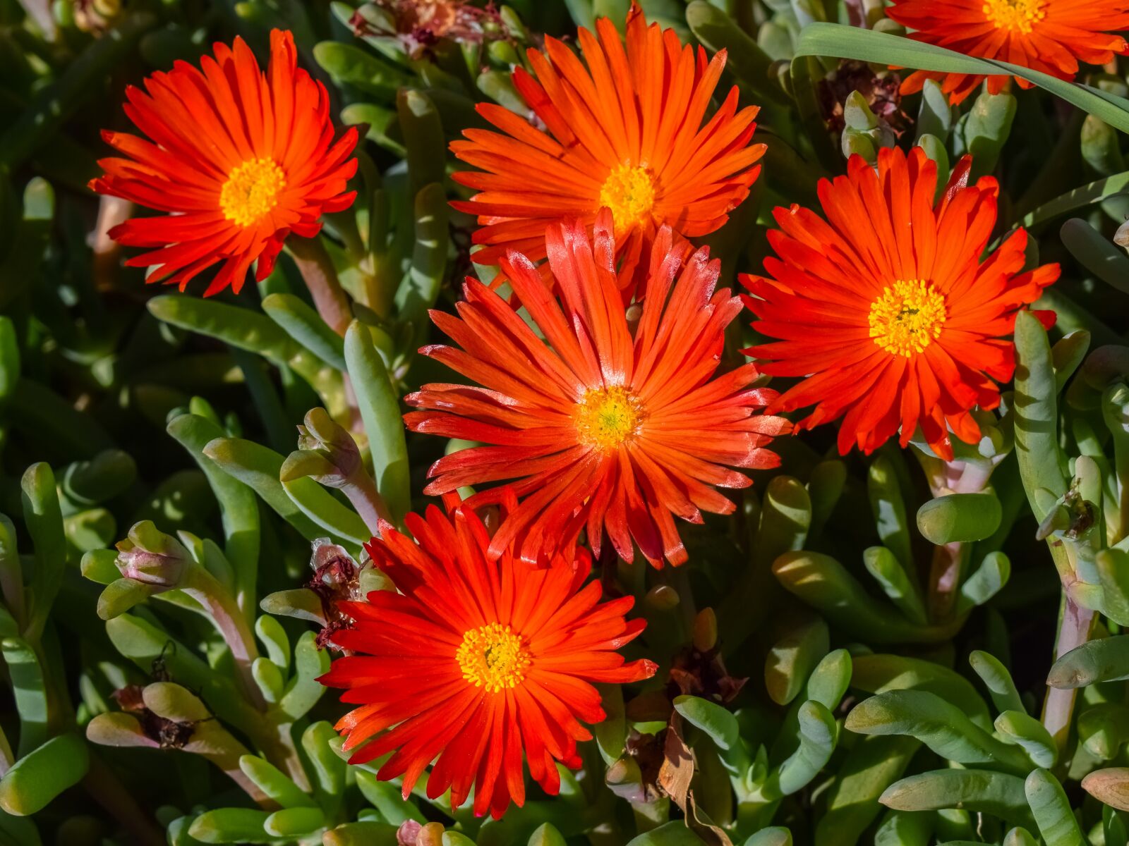 Nikon D3300 sample photo. Flowers, orange, blossom photography