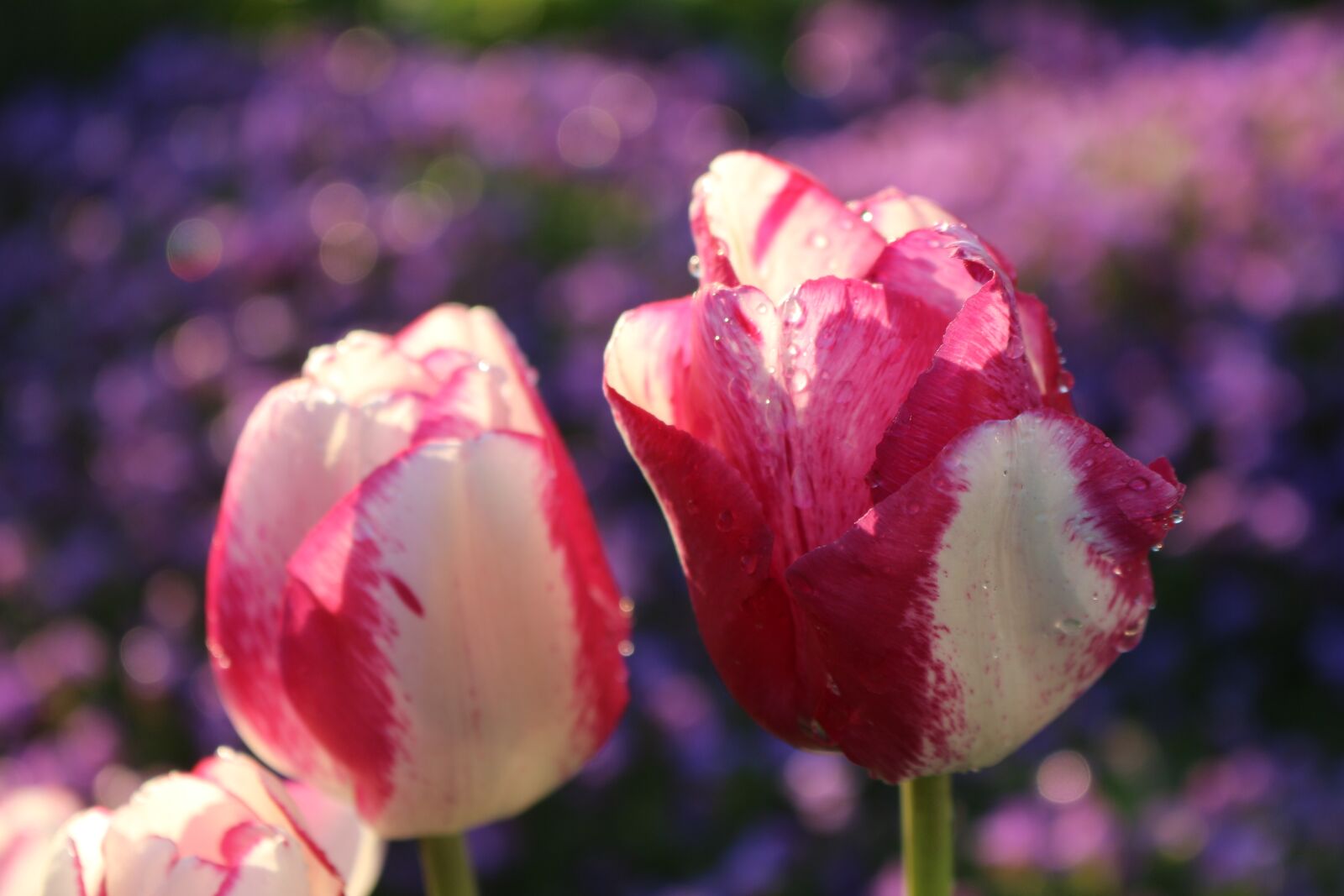Canon EOS 700D (EOS Rebel T5i / EOS Kiss X7i) sample photo. Flower, nature, plant photography