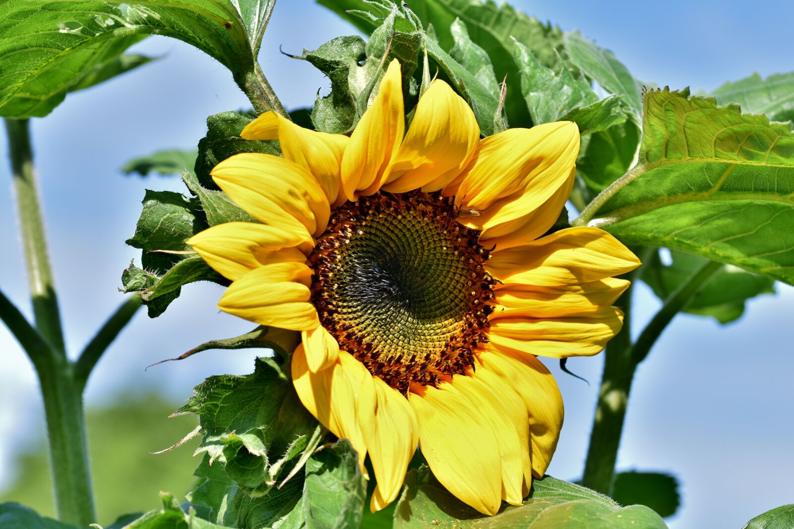 Nikon D7200 sample photo. Sunflower, flower, blossom photography