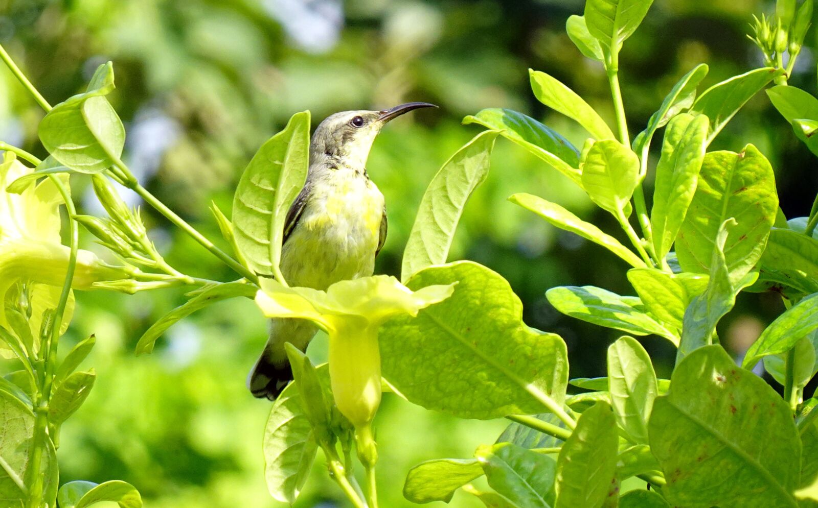 Sony DSC-WX800 sample photo. Bird, purple sunbird, cinnyris photography
