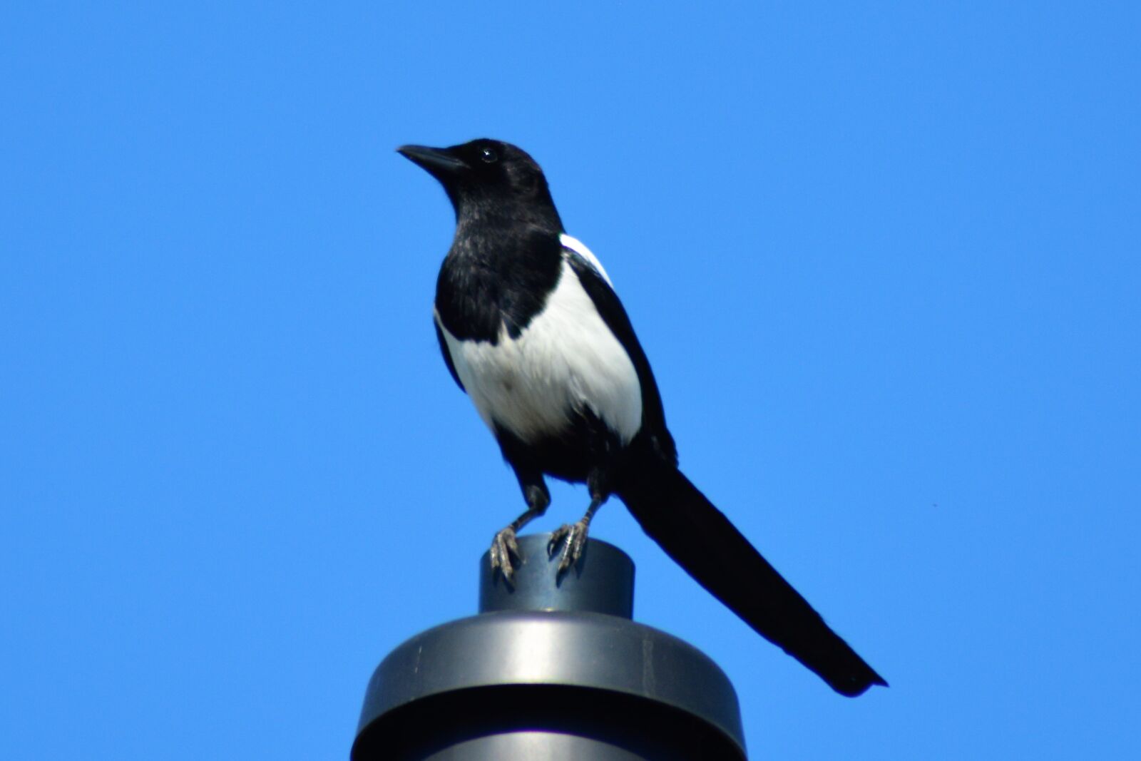 Nikon D5200 sample photo. Bird, walk, corvidé photography